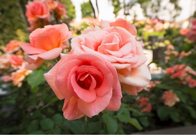 人の手に、花や緑はしっかり応える