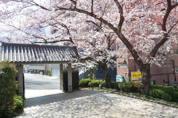 桜咲く院内