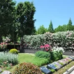 小平市　花小金井ふれあいパーク　バラのあふれる園内（サムネイル3）