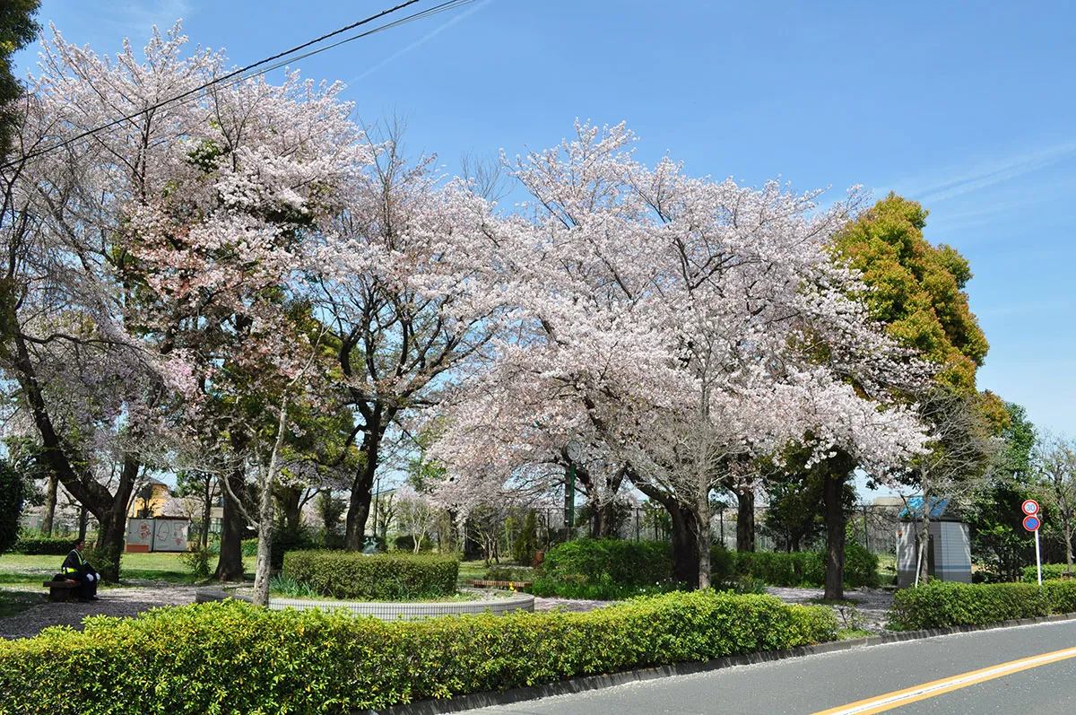 桜咲く霊園