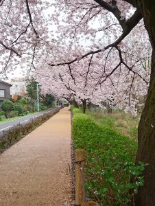 画像　桜