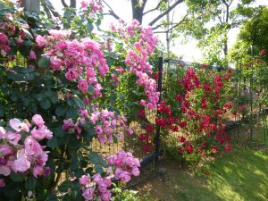 バラを彩る名脇役たち お葬式 お墓のことならガーデニング霊園のいせや