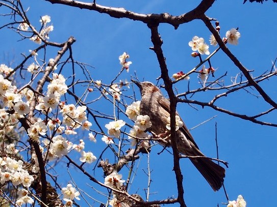 谷保天満宮と梅の花