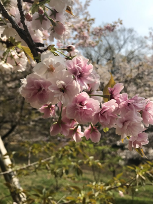 サクラと春バラ