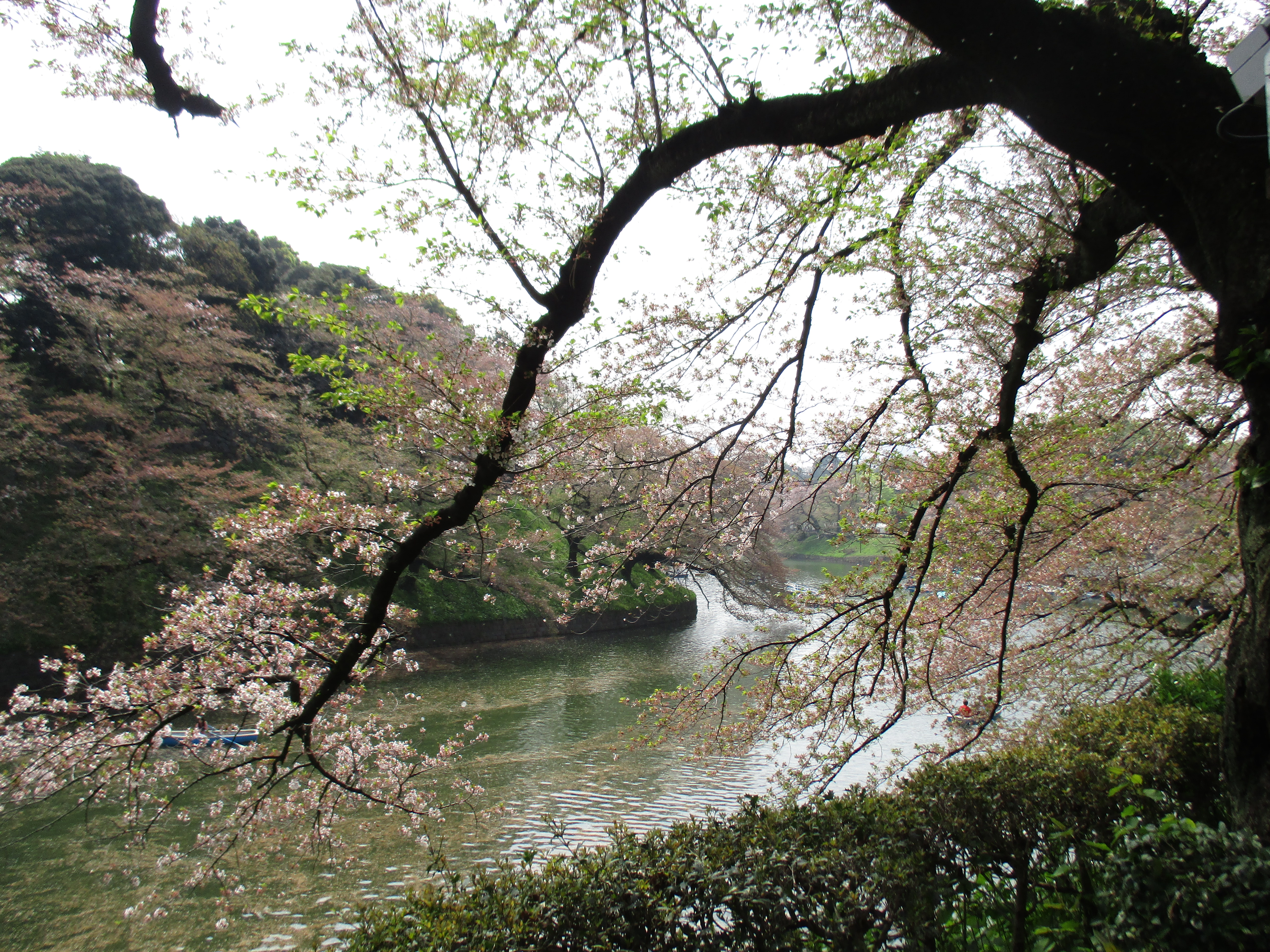 お花見時々、、、石垣散歩