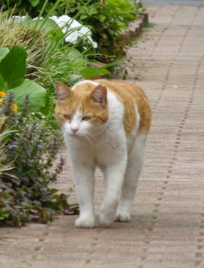 ねこも驚く府中の開花状況