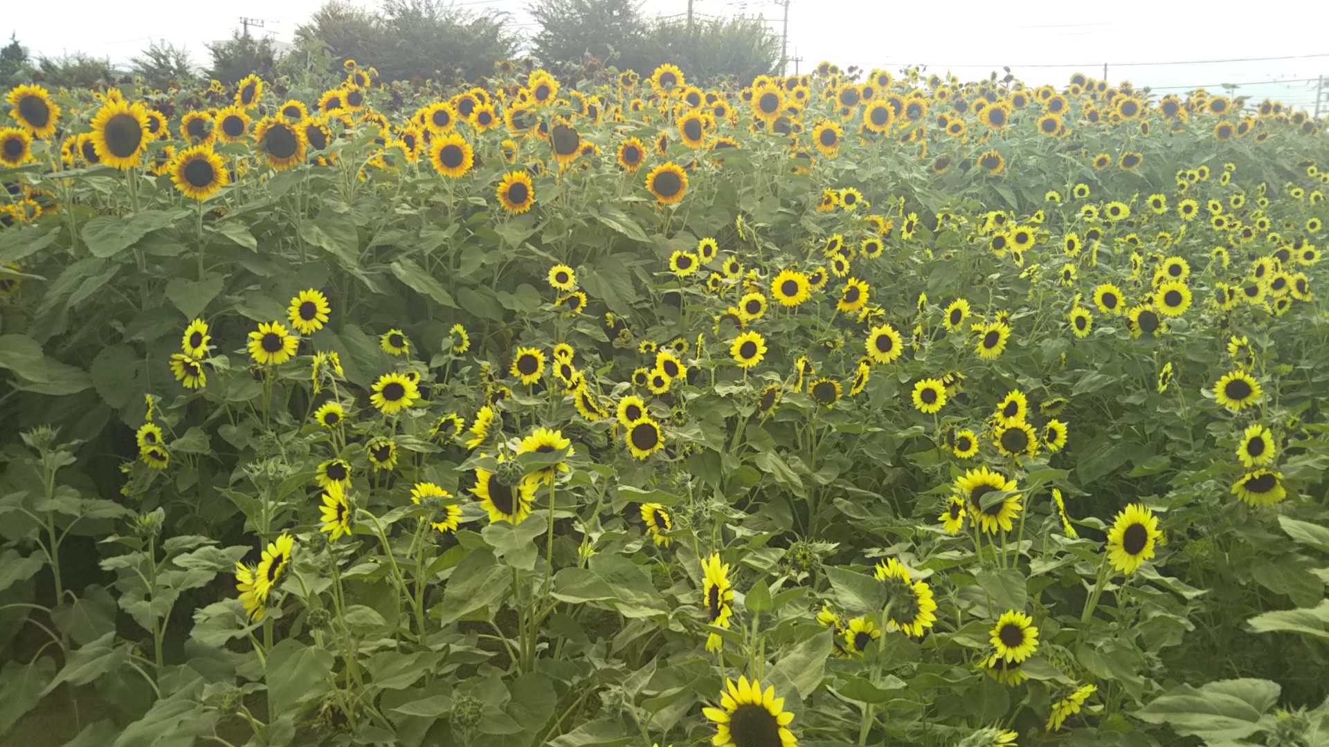 夏のお花といえば・・・