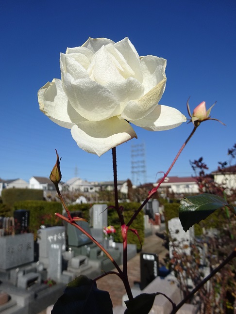 今季最後のバラ　ご観賞だけのご来園も是非！