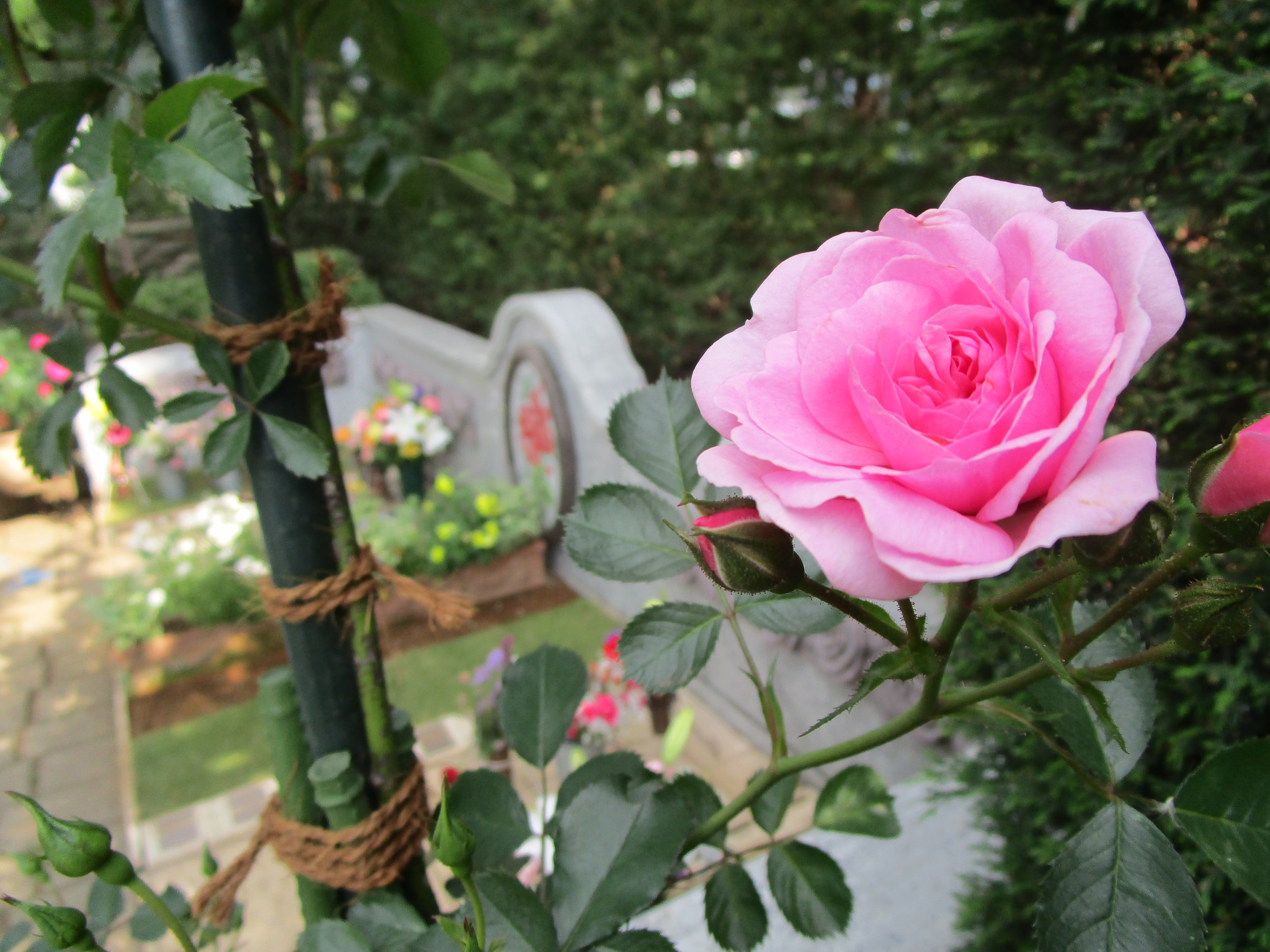 咲いた~♪開花~♪