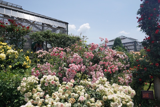 薔薇時間への誘い
