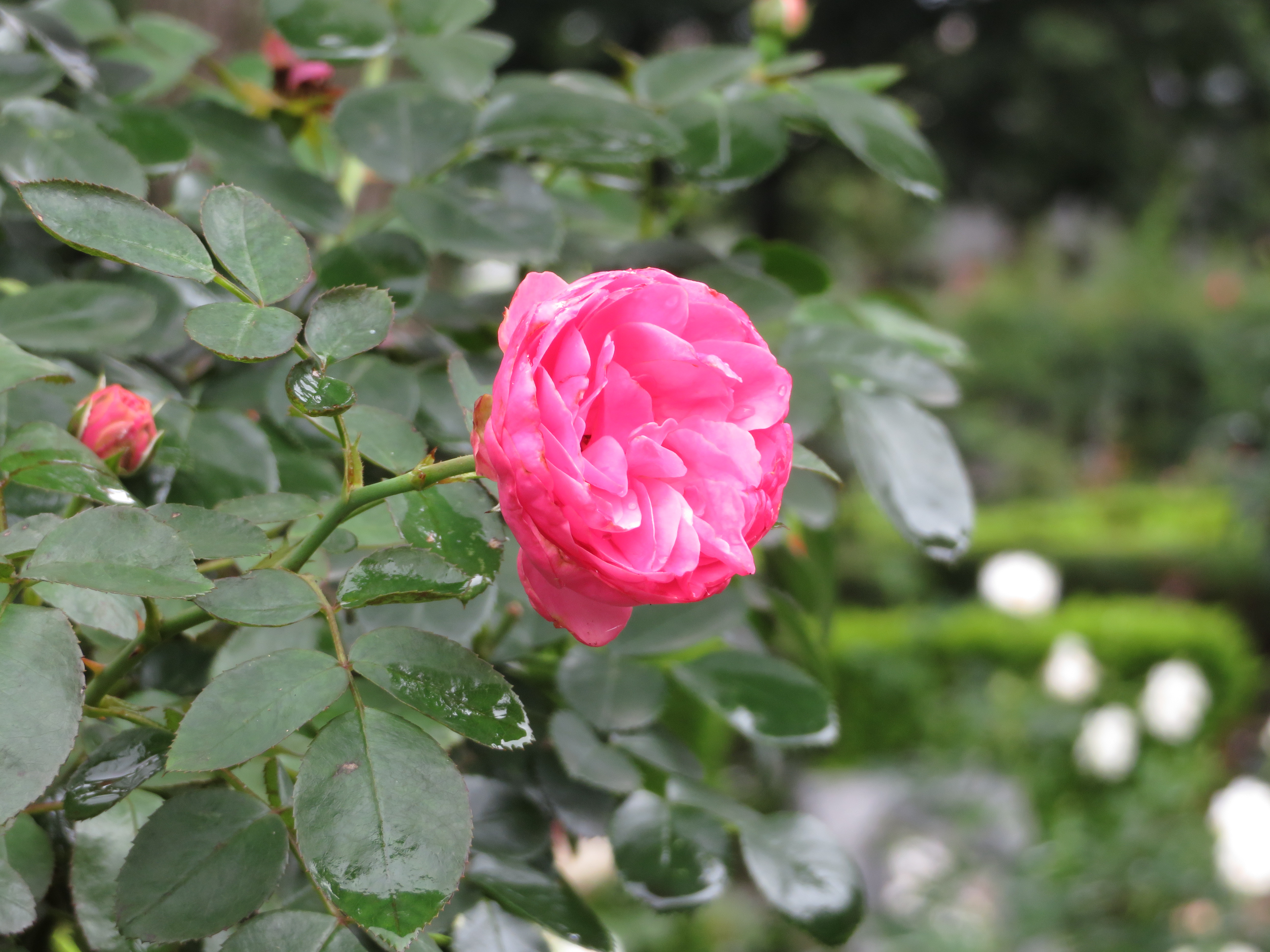 お盆の小平ふれあいパーク🌹