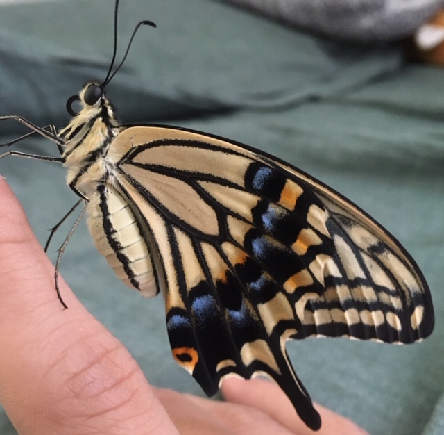 アゲハチョウ育てました