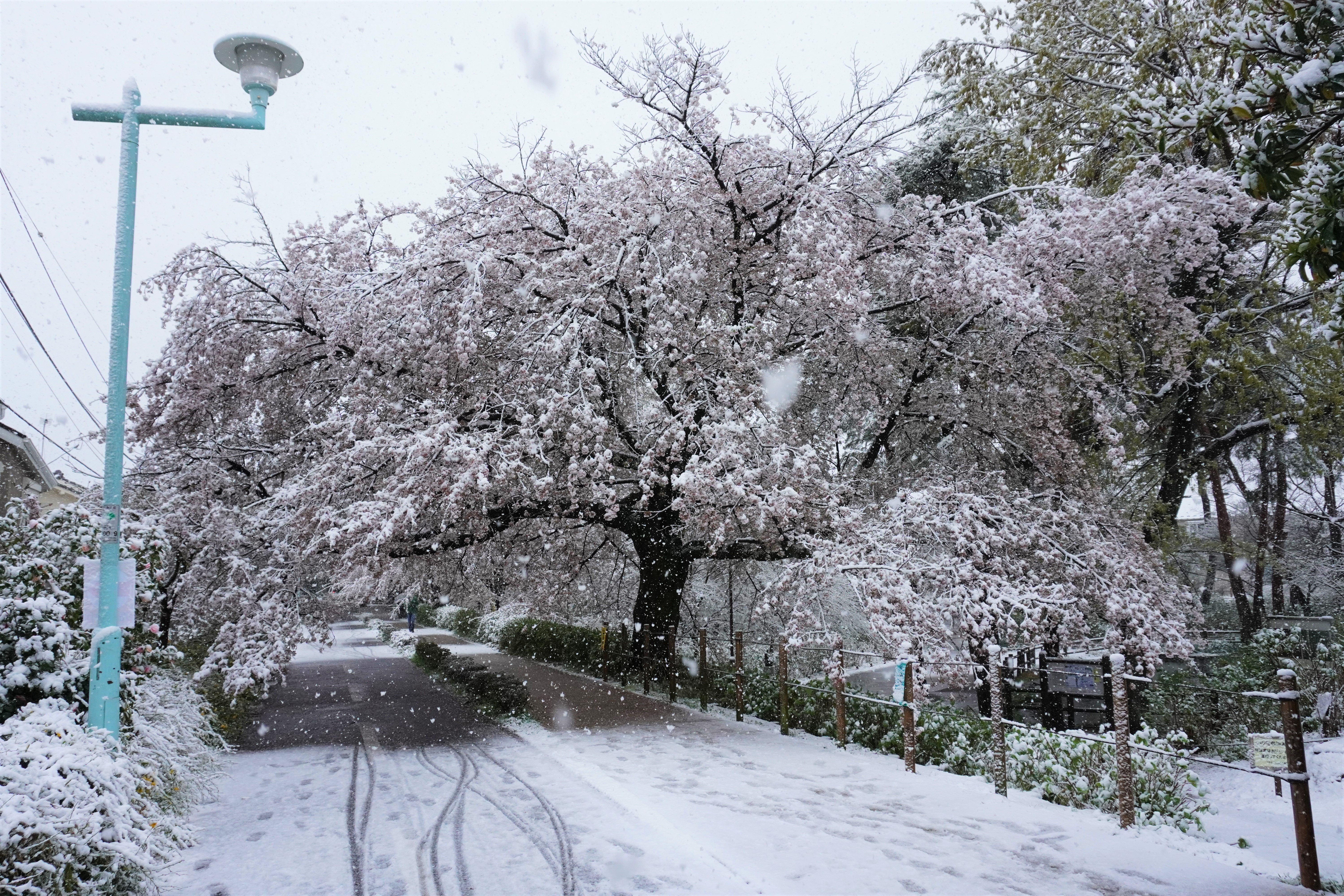 桜隠し