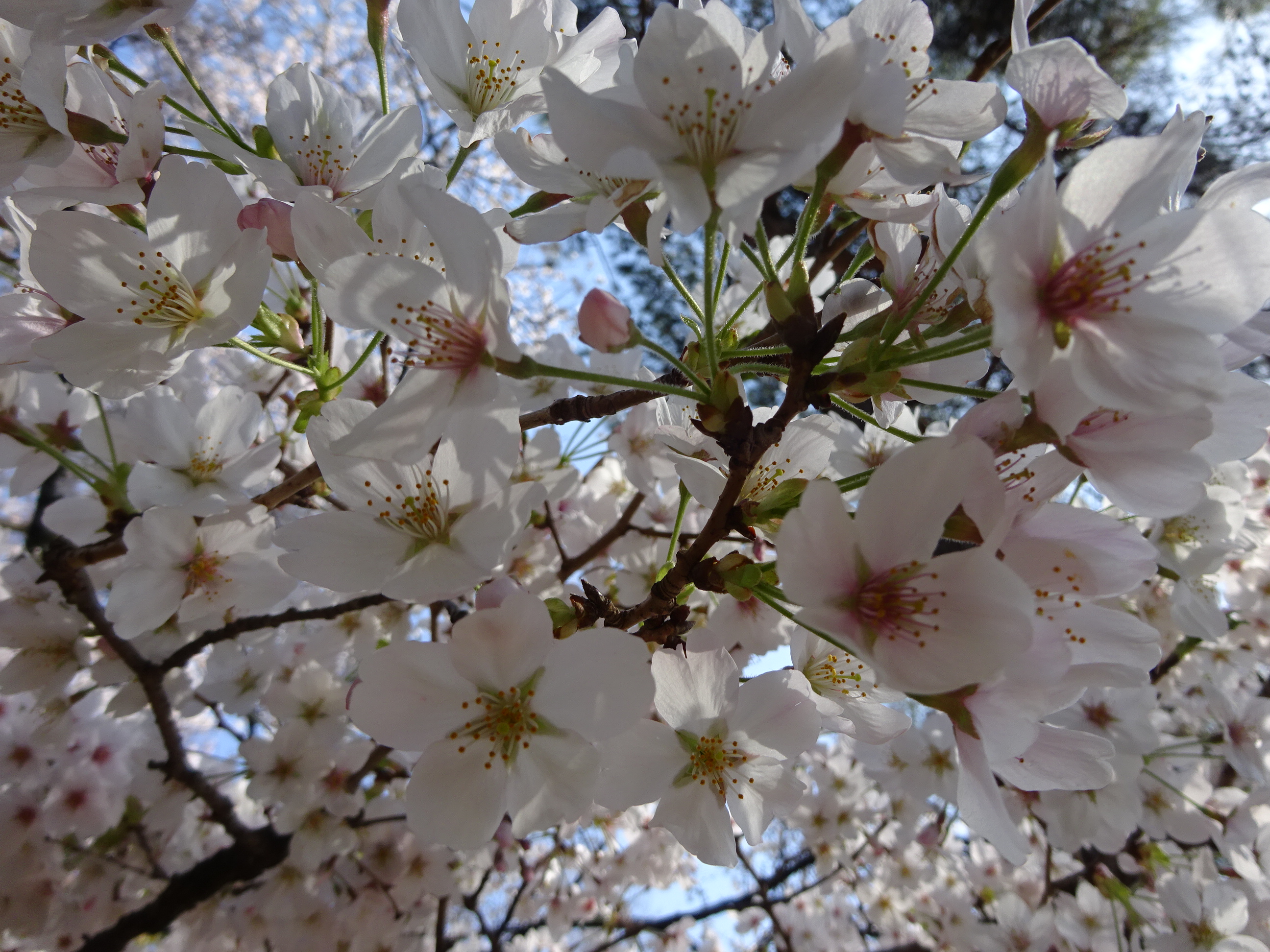 日本の花、ふれあいパークの花