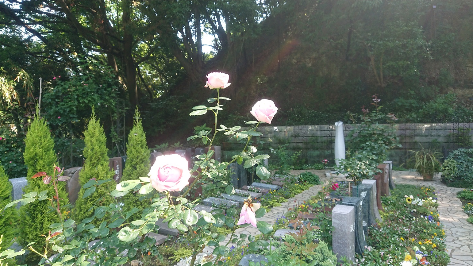 バラとイワタバコの花が咲きました　　鎌倉やすらぎの杜