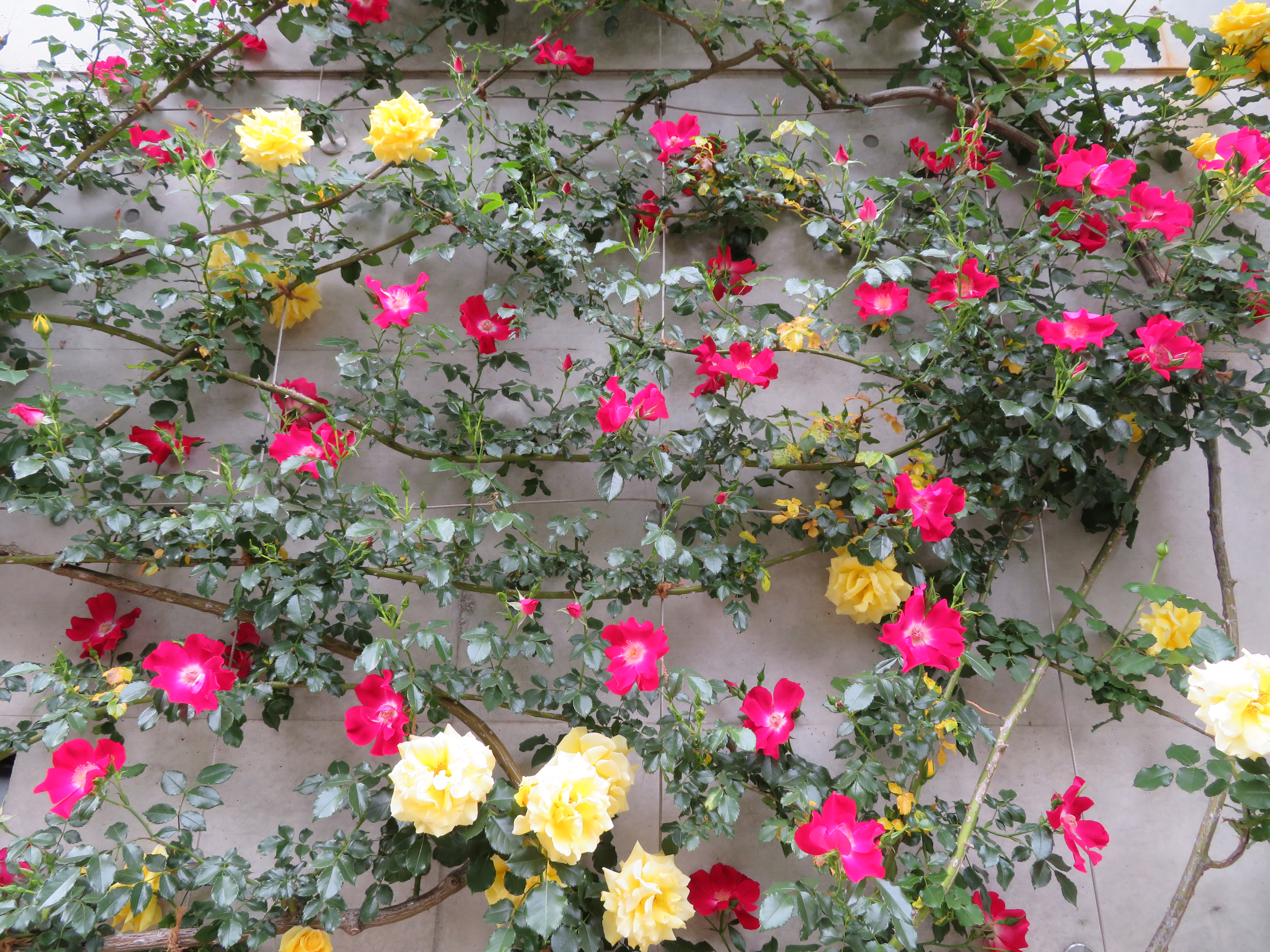 バラの開花状況🌹