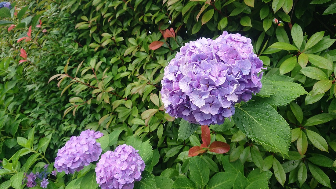 あざみ野浄苑の紫陽花 お葬式 お墓のことならガーデニング霊園のいせや あざみ野浄苑の紫陽花 お葬式 お墓のことならガーデニング霊園のいせや