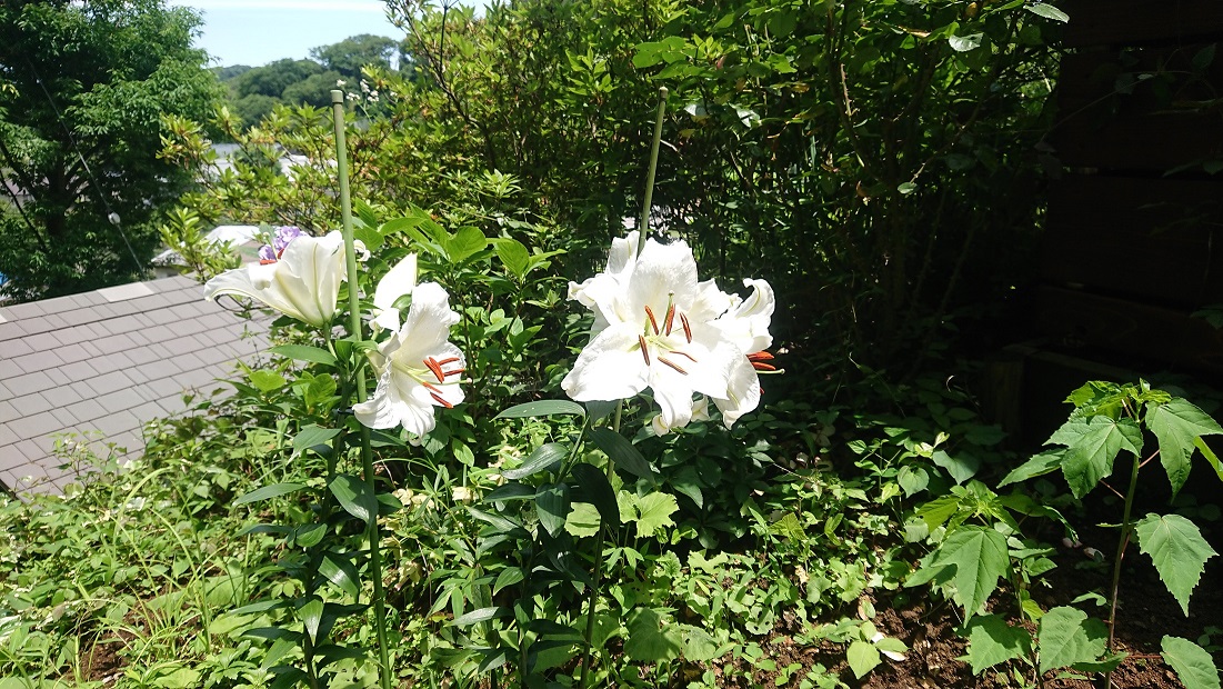 鎌倉やすらぎの杜のカサブランカ