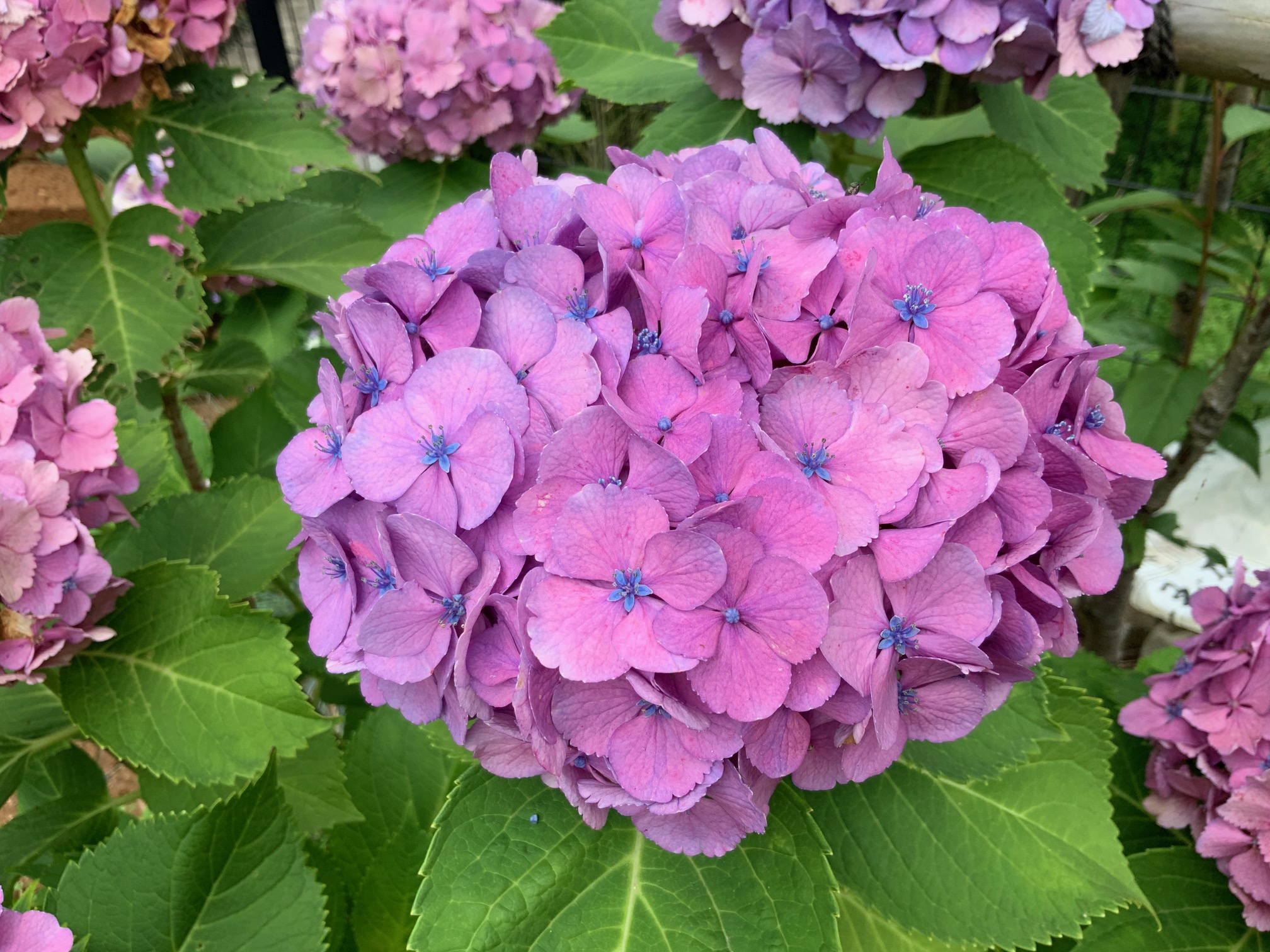 梅雨と紫陽花     都筑まどか霊園