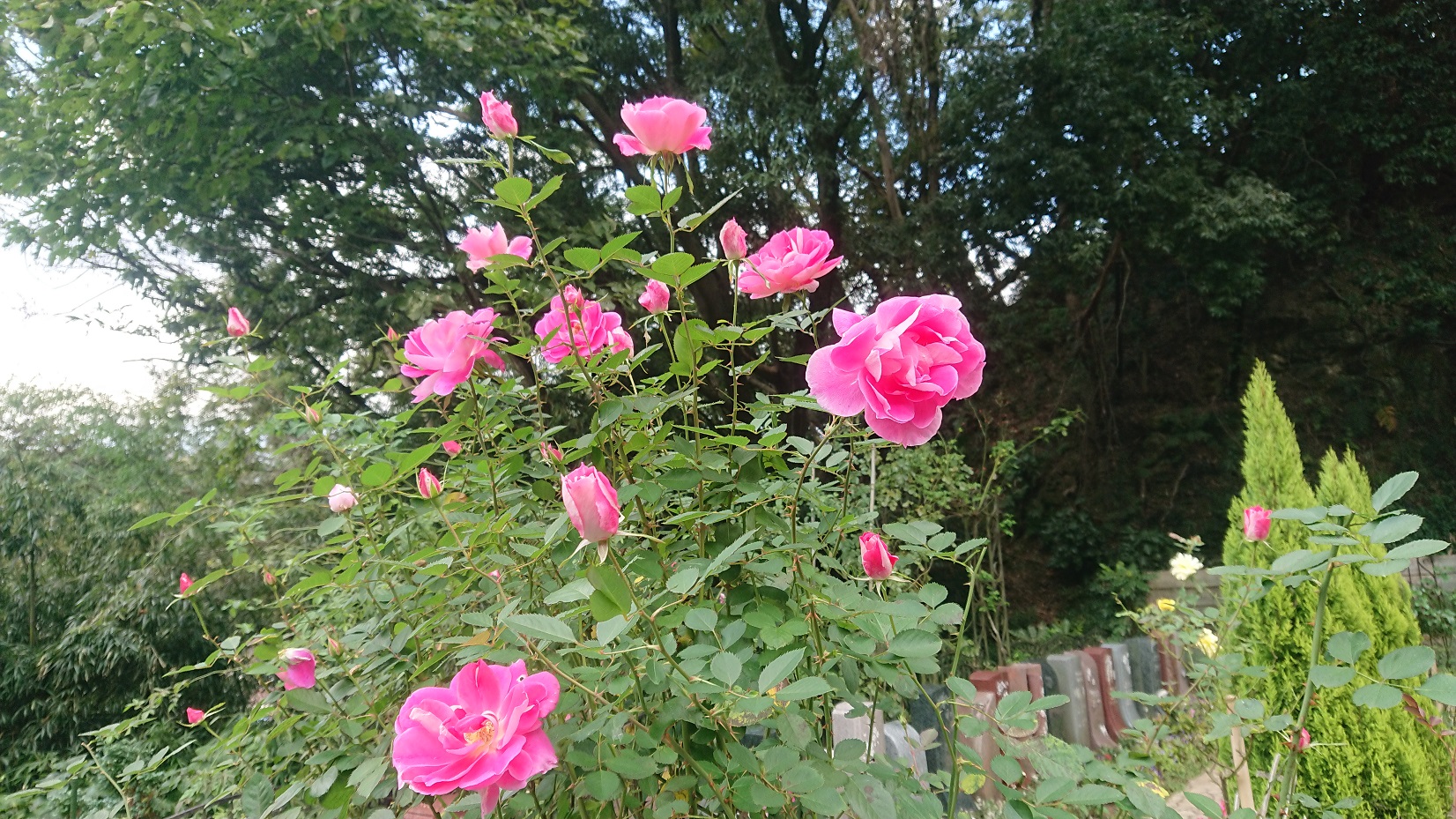 秋バラが開花　　鎌倉やすらぎの杜