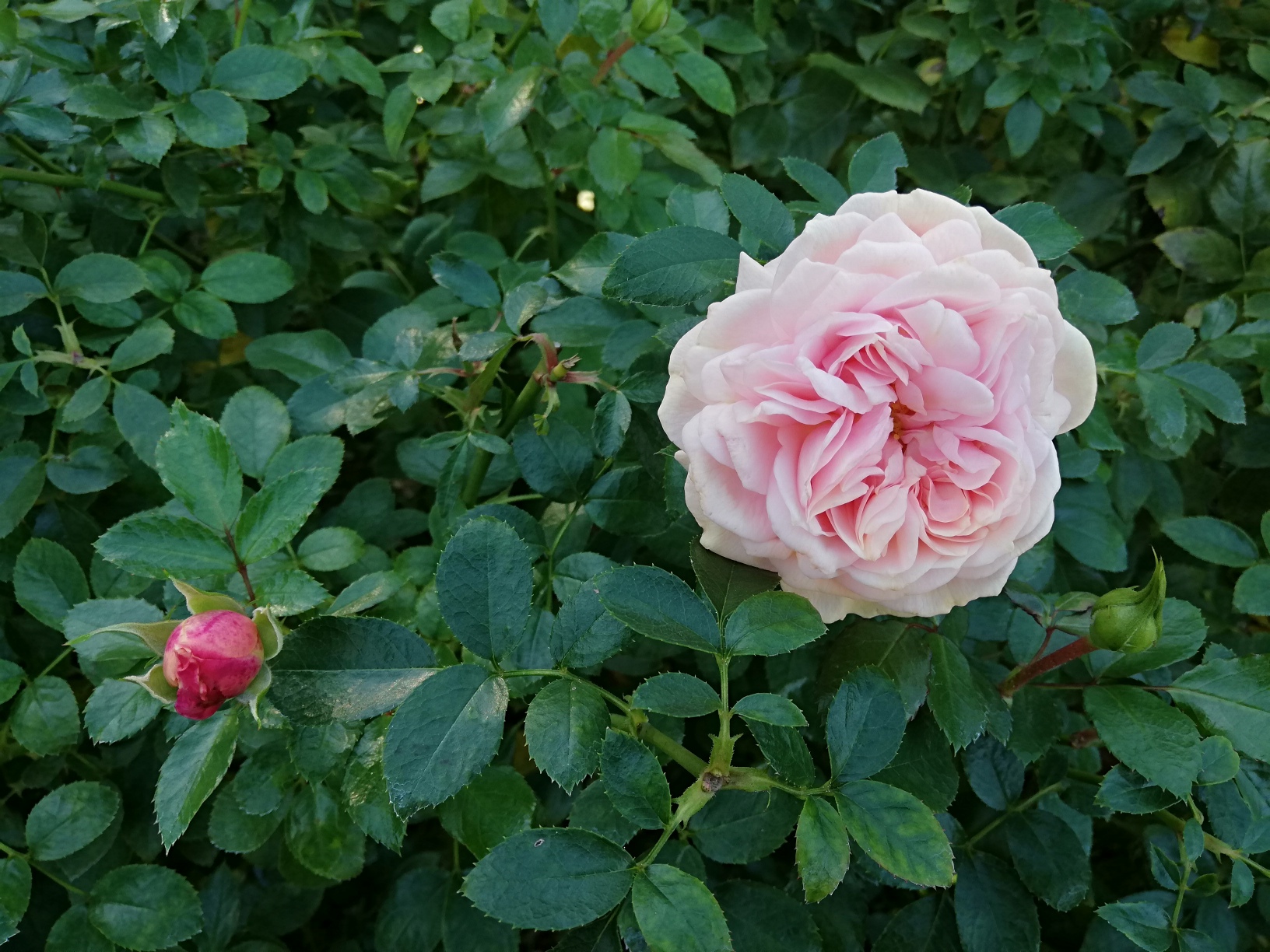 京成バラ園へ行ってきました🌹