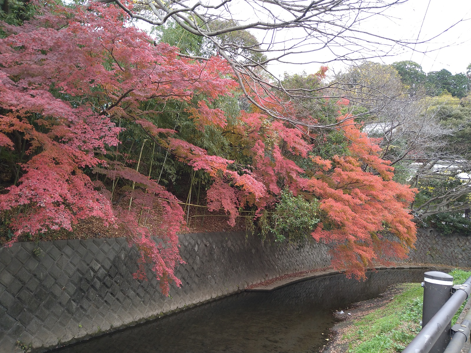 紅葉しています　　鎌倉やすらぎの杜