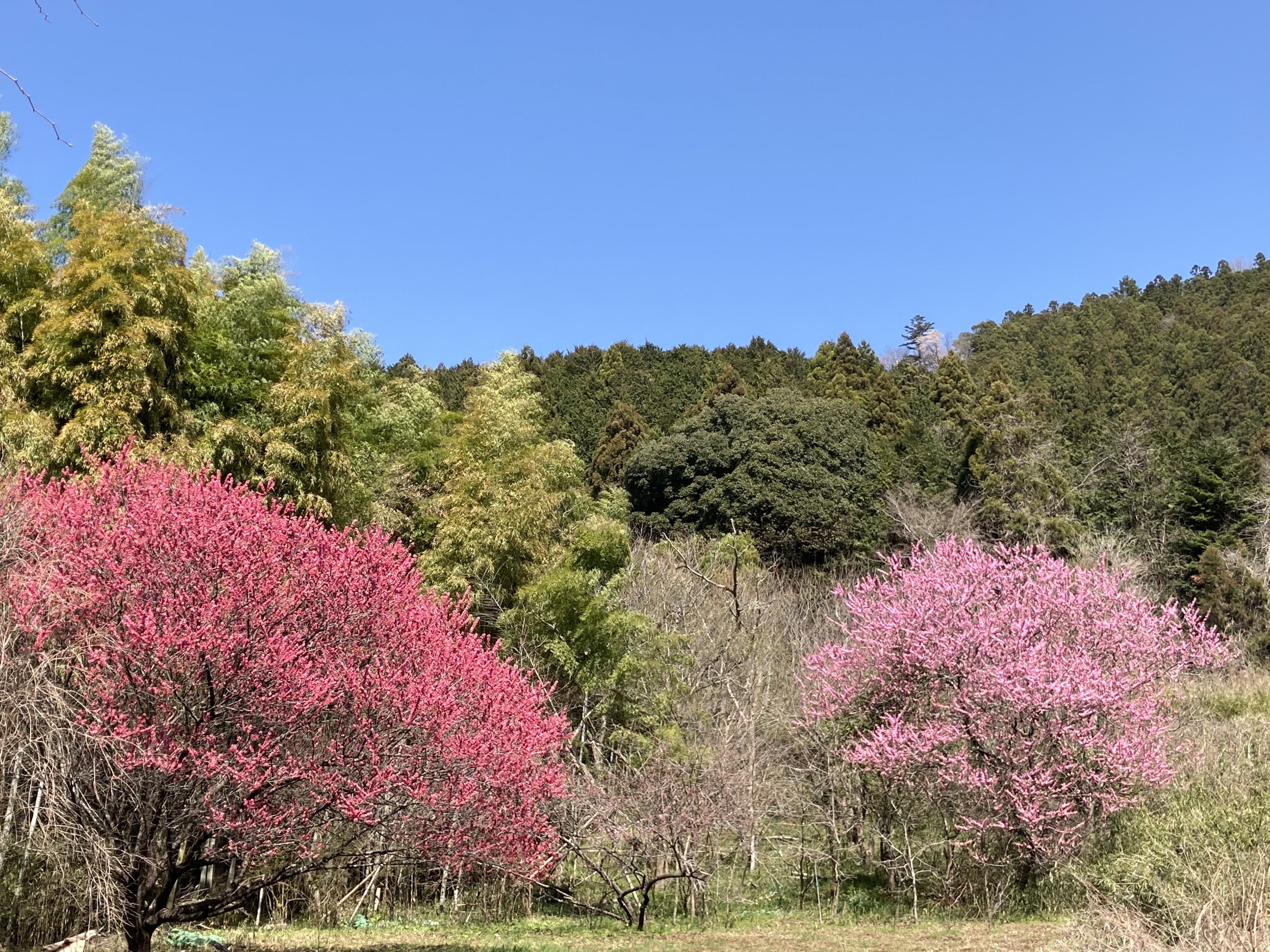 すもももももも咲きました