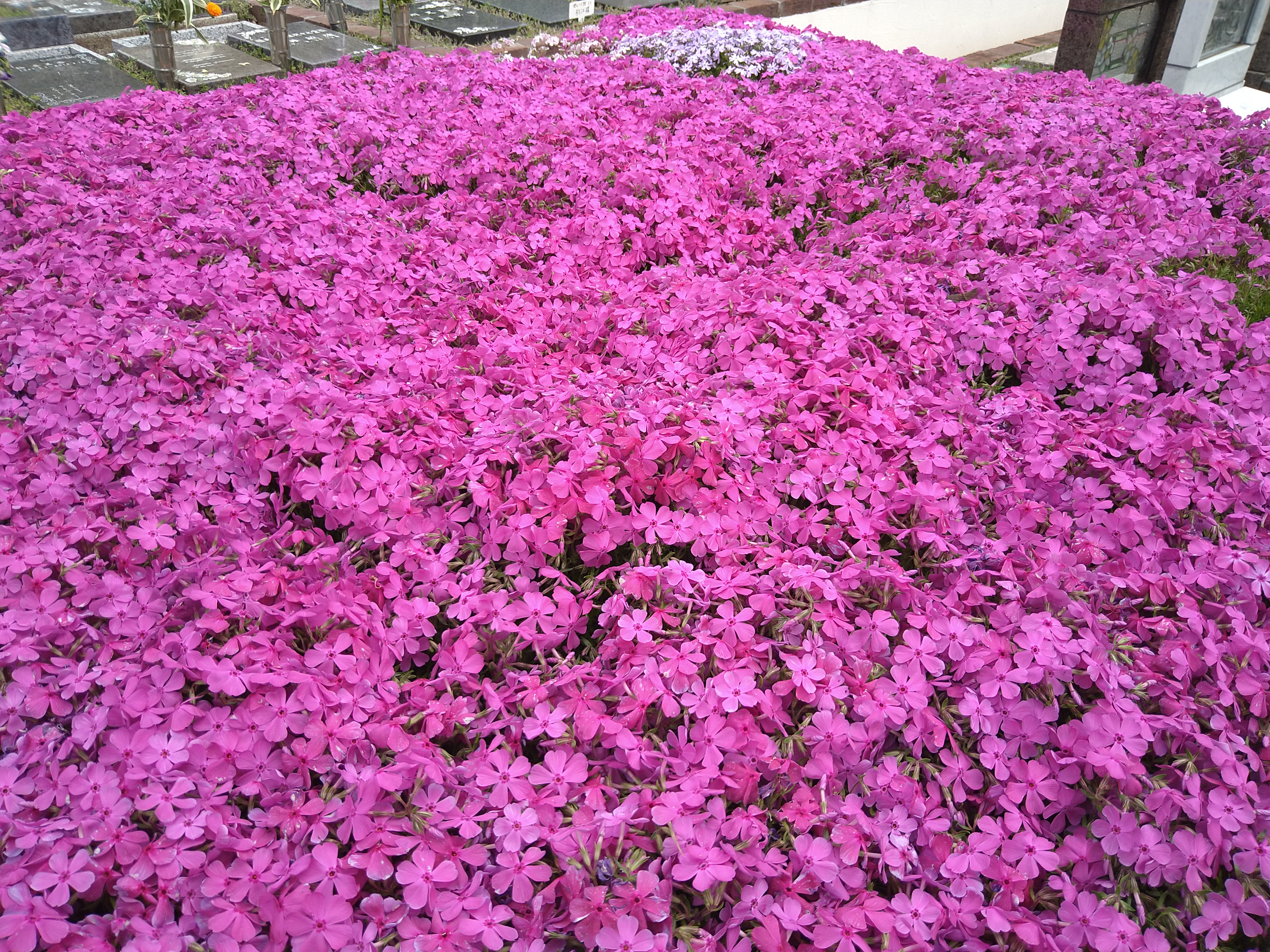 芝桜がもうすぐ満開　　　都筑まどか霊園