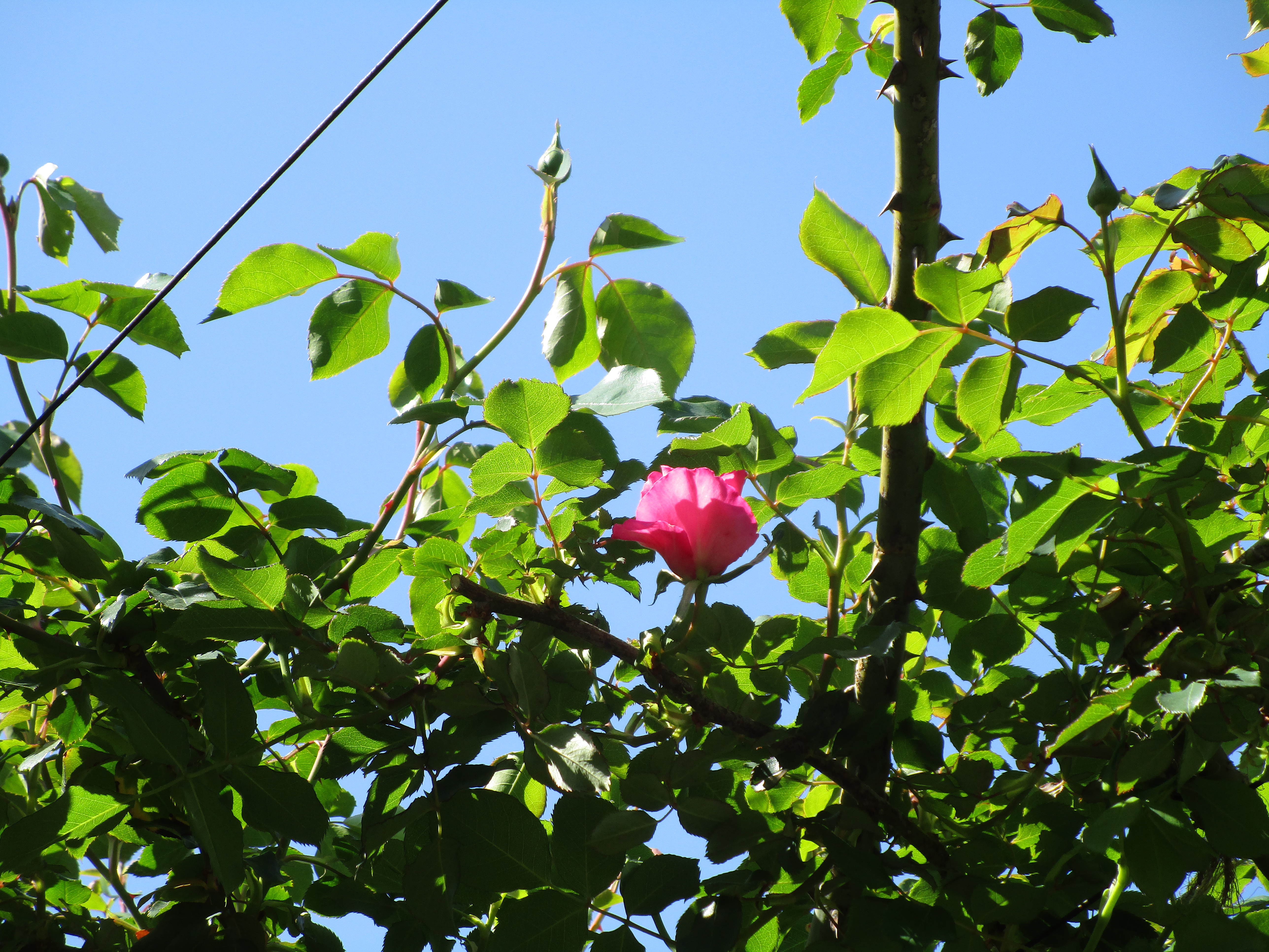 バラ🌹開花