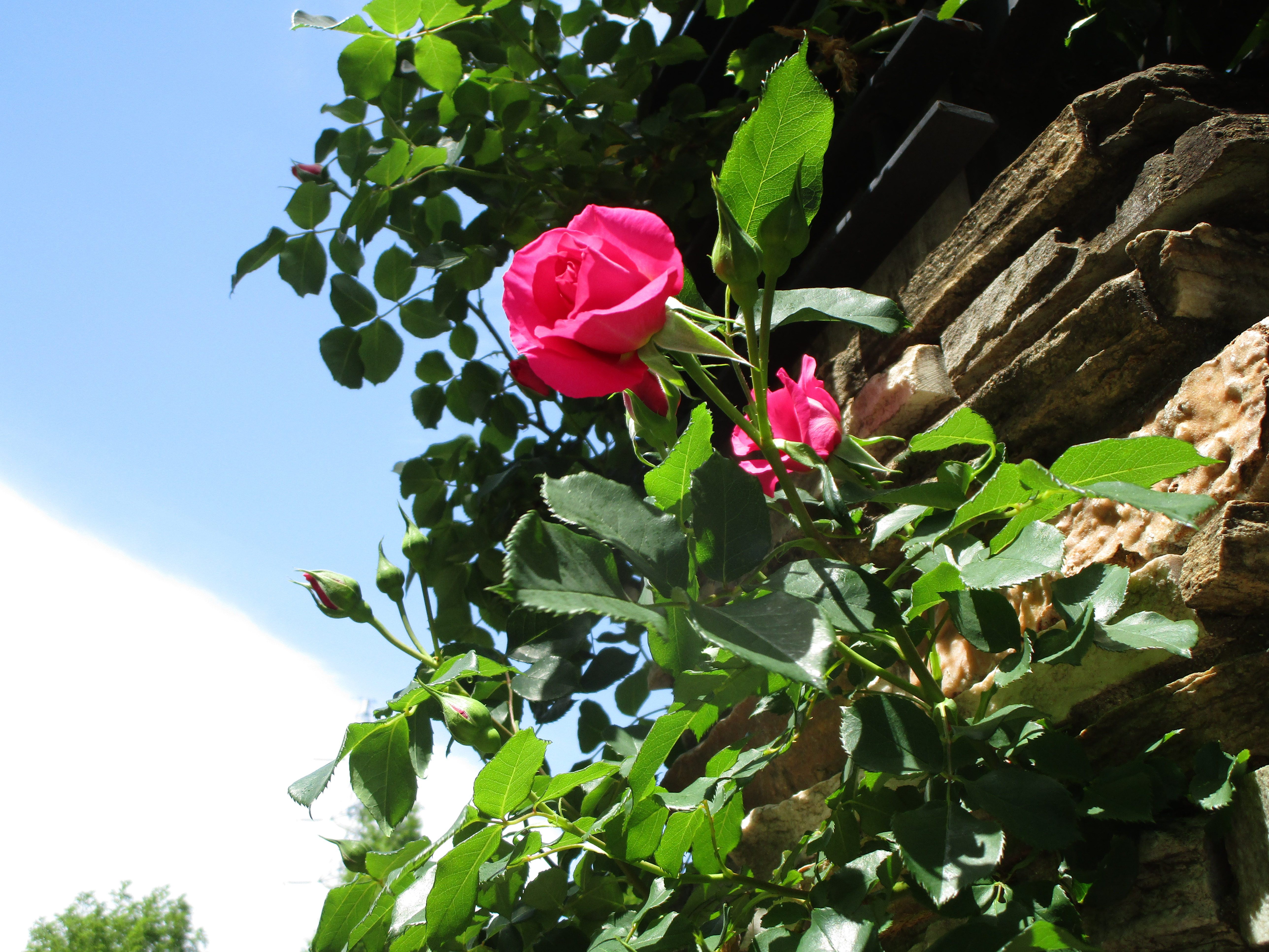 バラ🌹再び開花