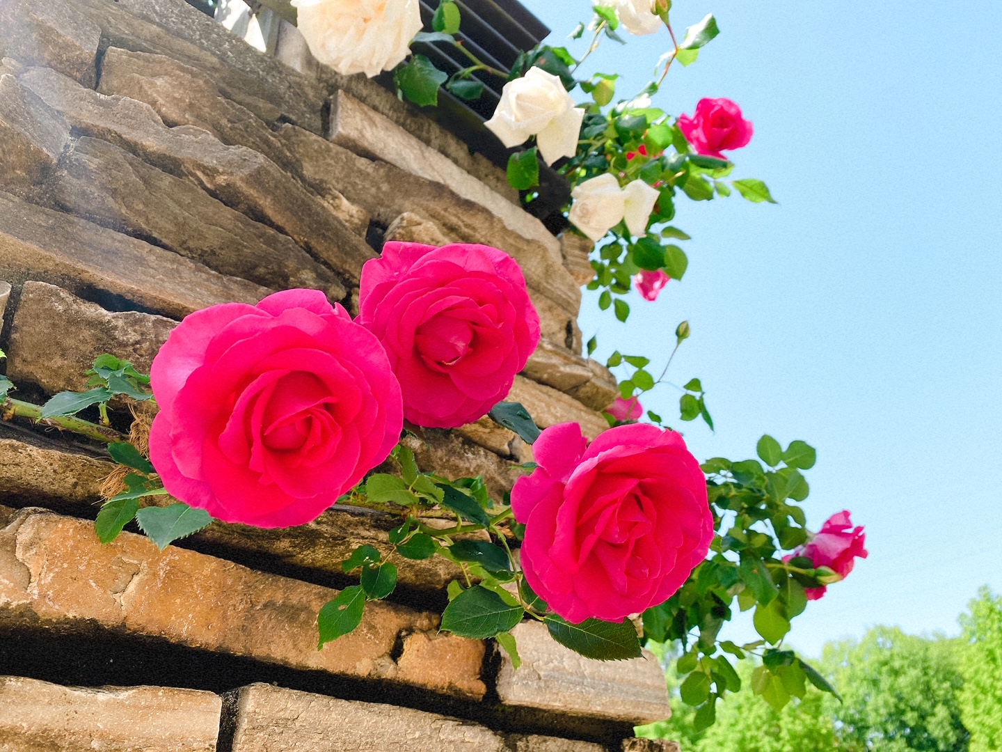 バラ🌹満開まであと一歩