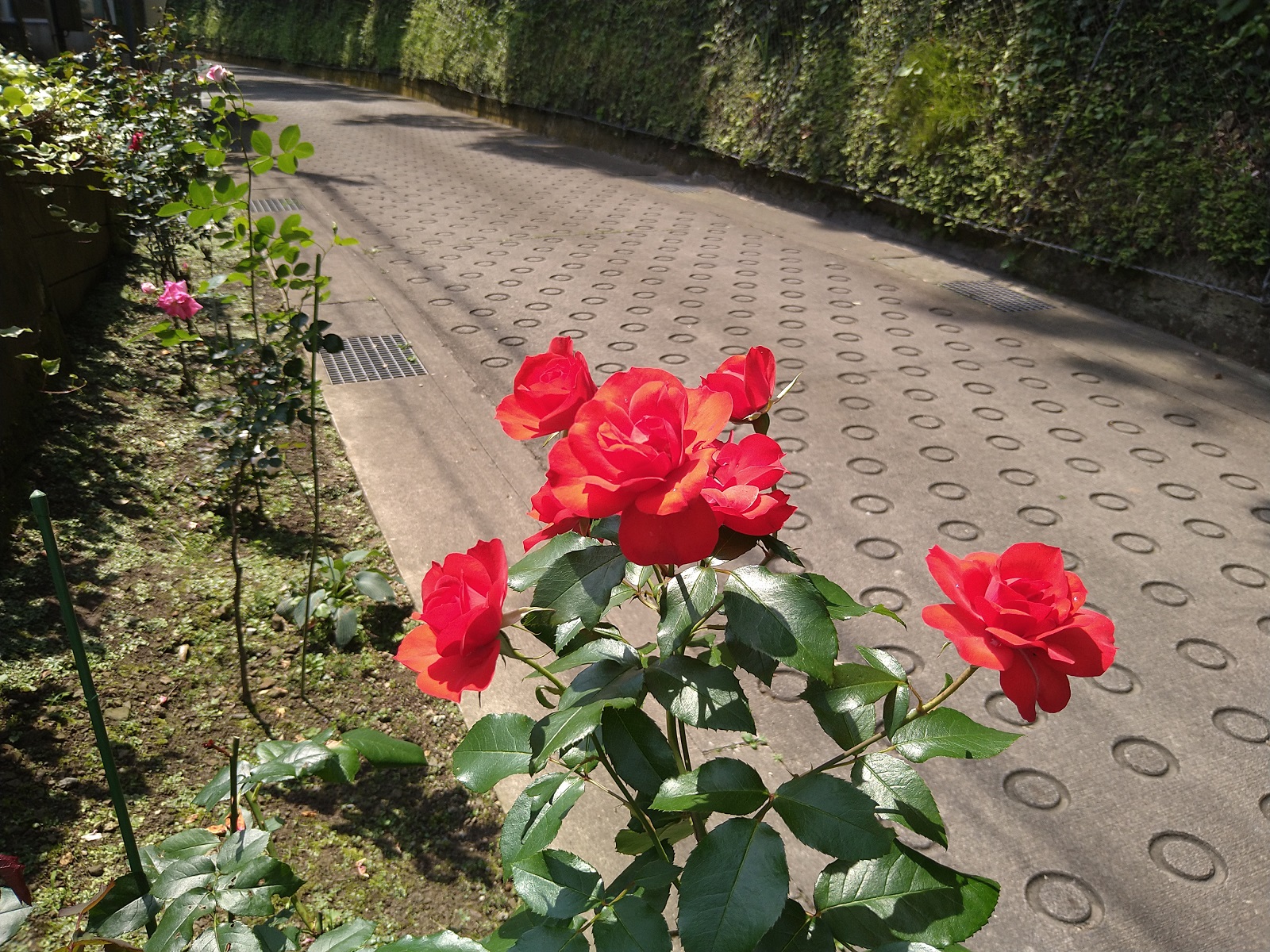 薔薇の花が満開です　　　鎌倉やすらぎの杜