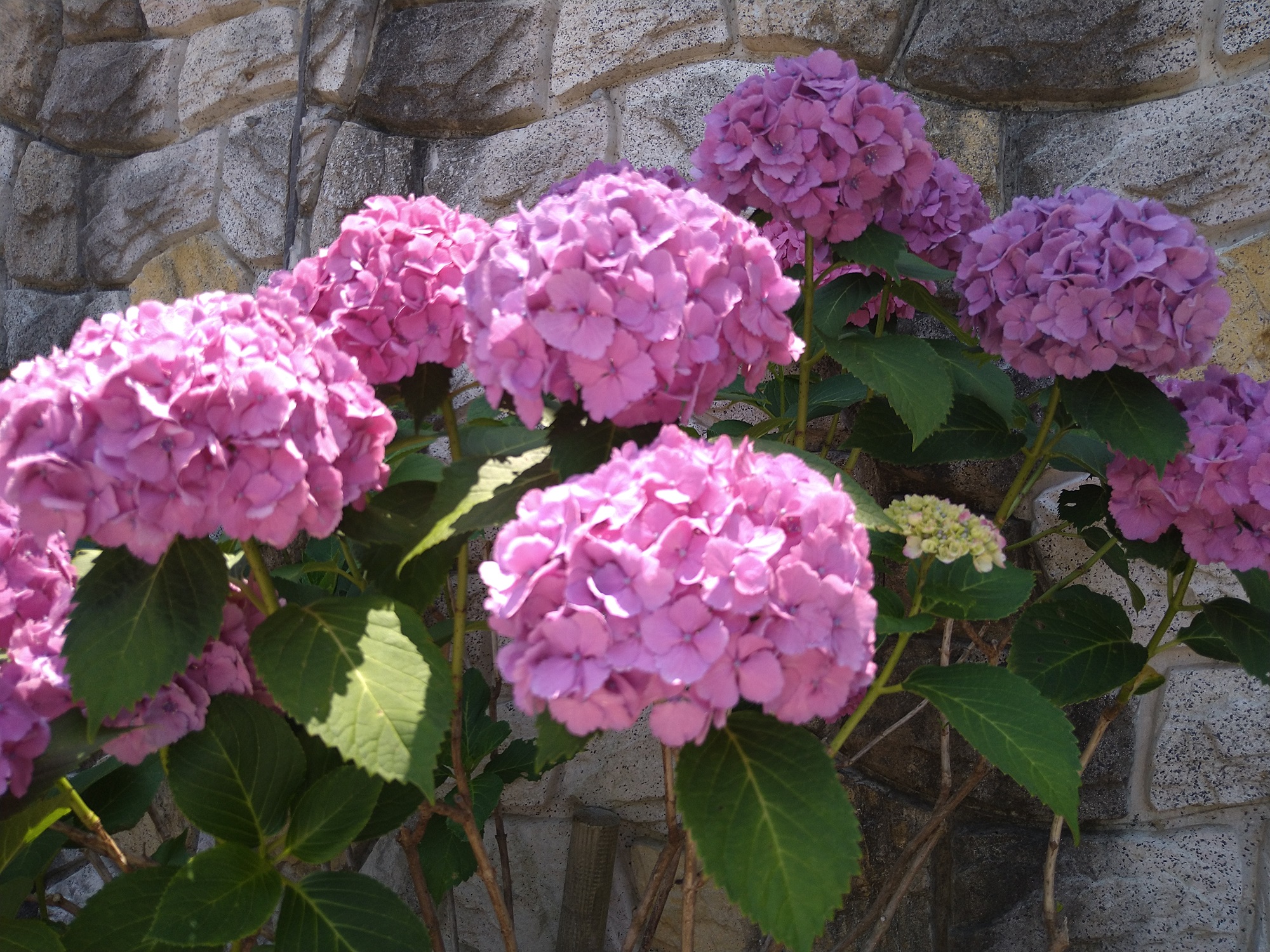 あじさいの花　　都筑まどか霊園