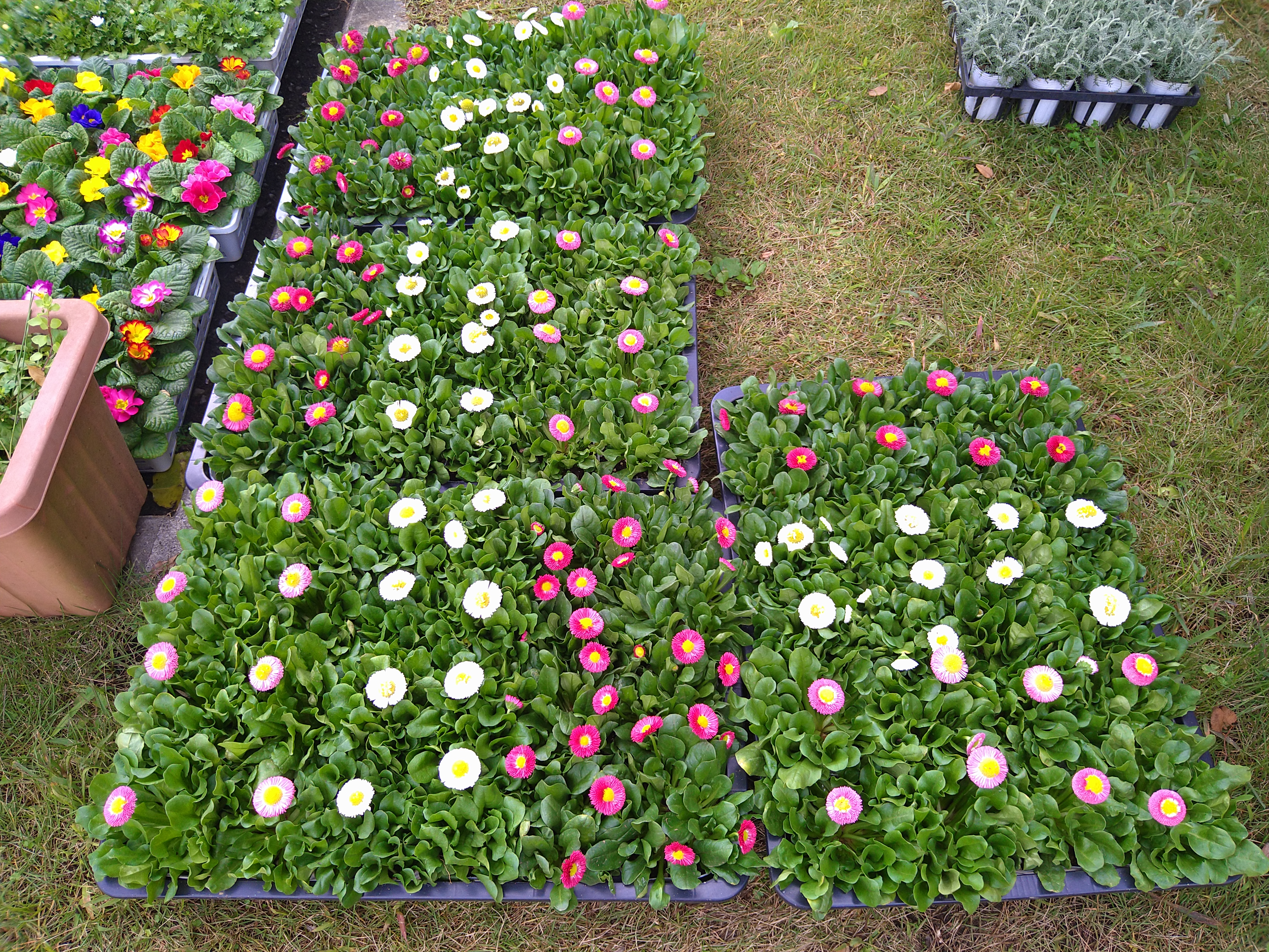 冬に強い草花に植え替え　　鎌倉やすらぎの杜