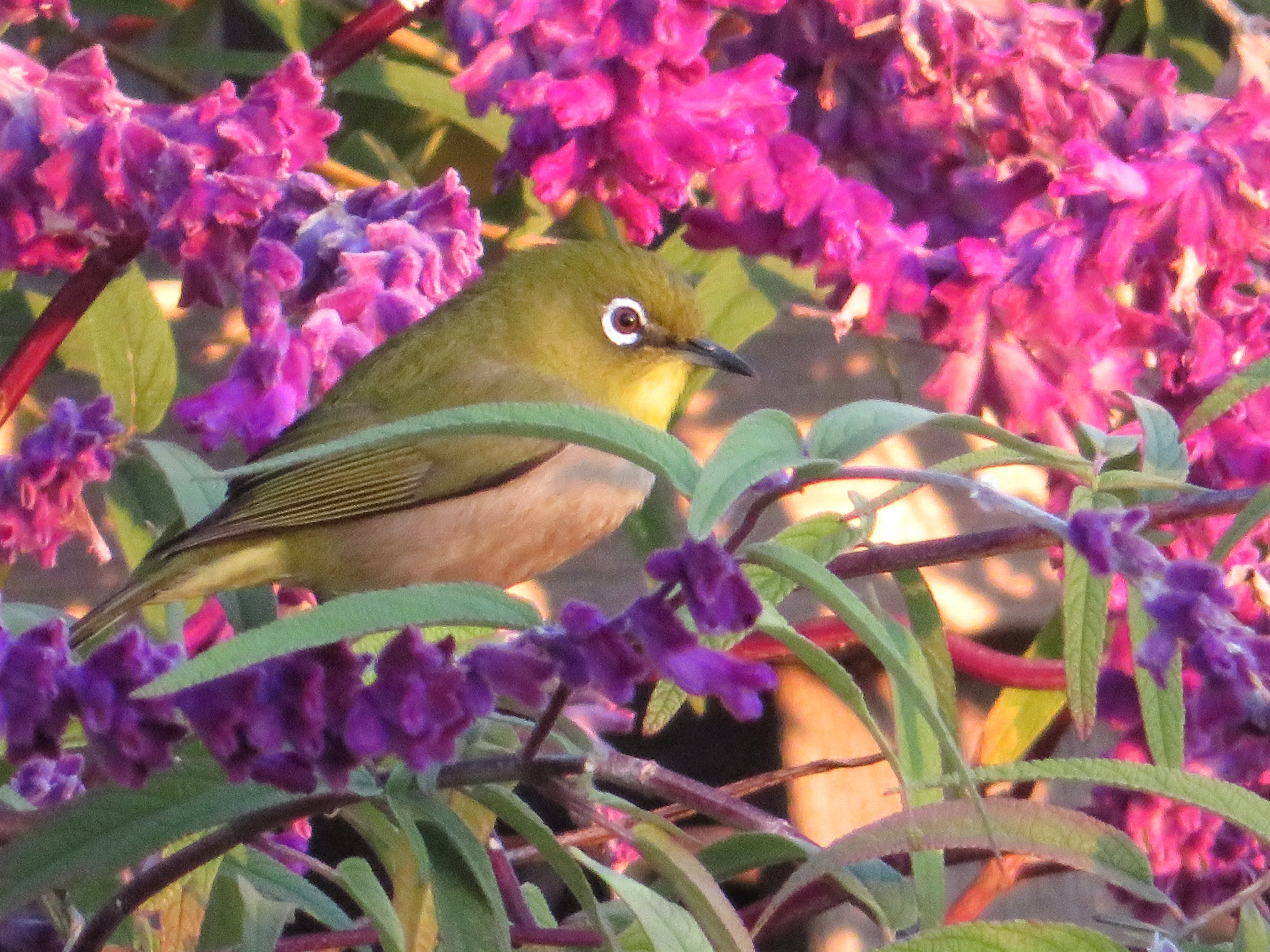 月の写真が撮りたくて・・・