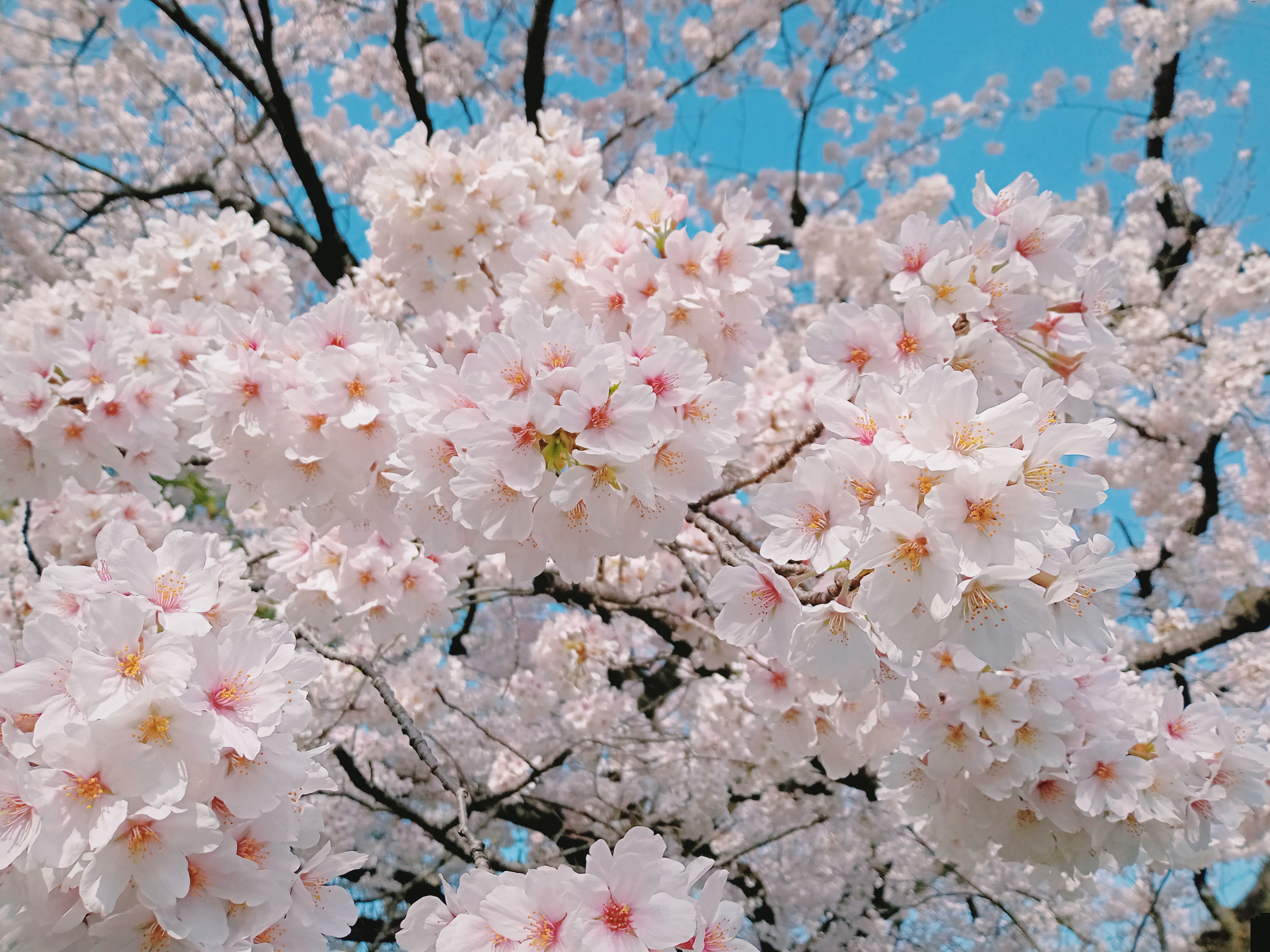 桜の道