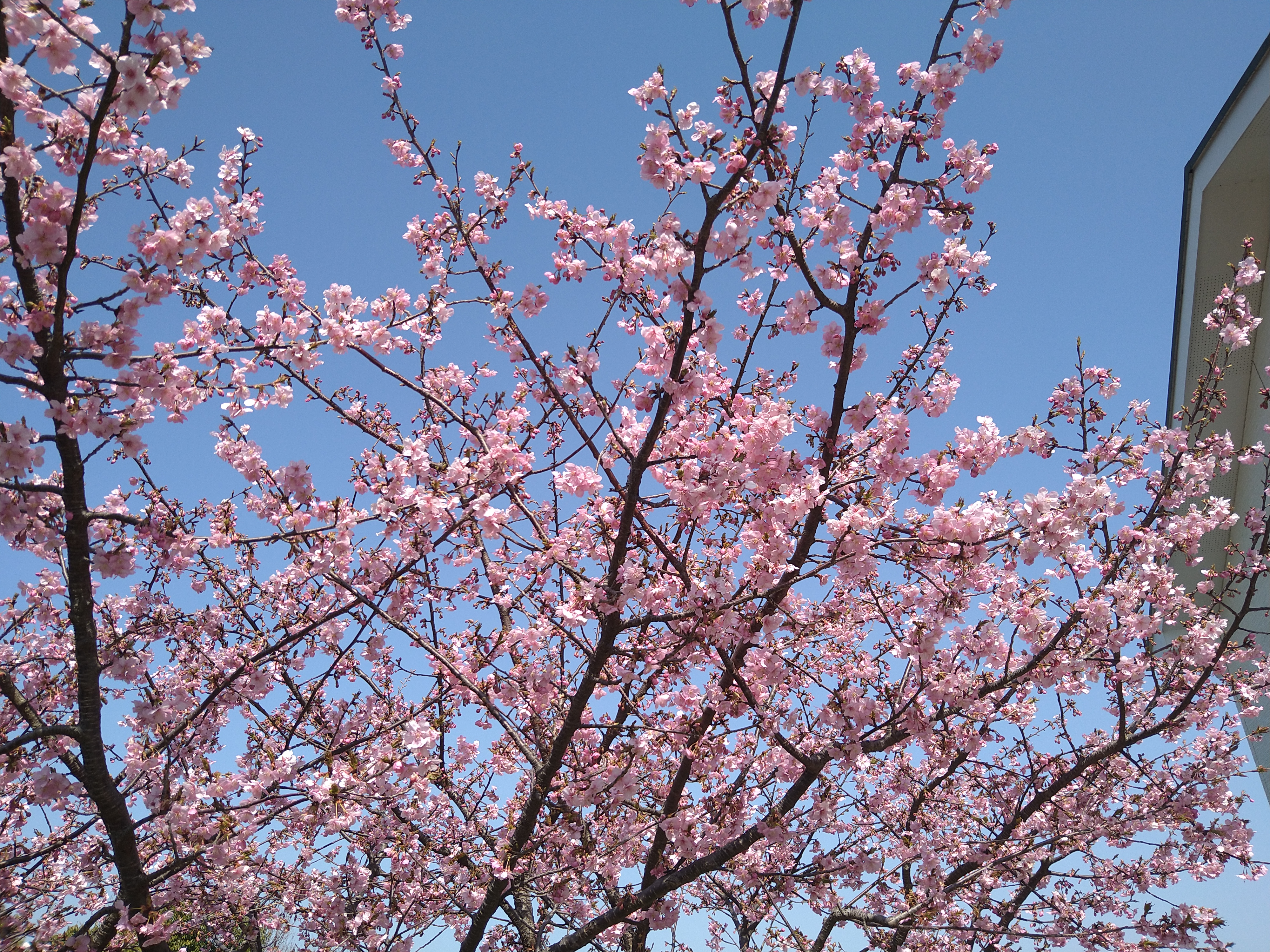 河津桜が満開　　　都筑まどか霊園