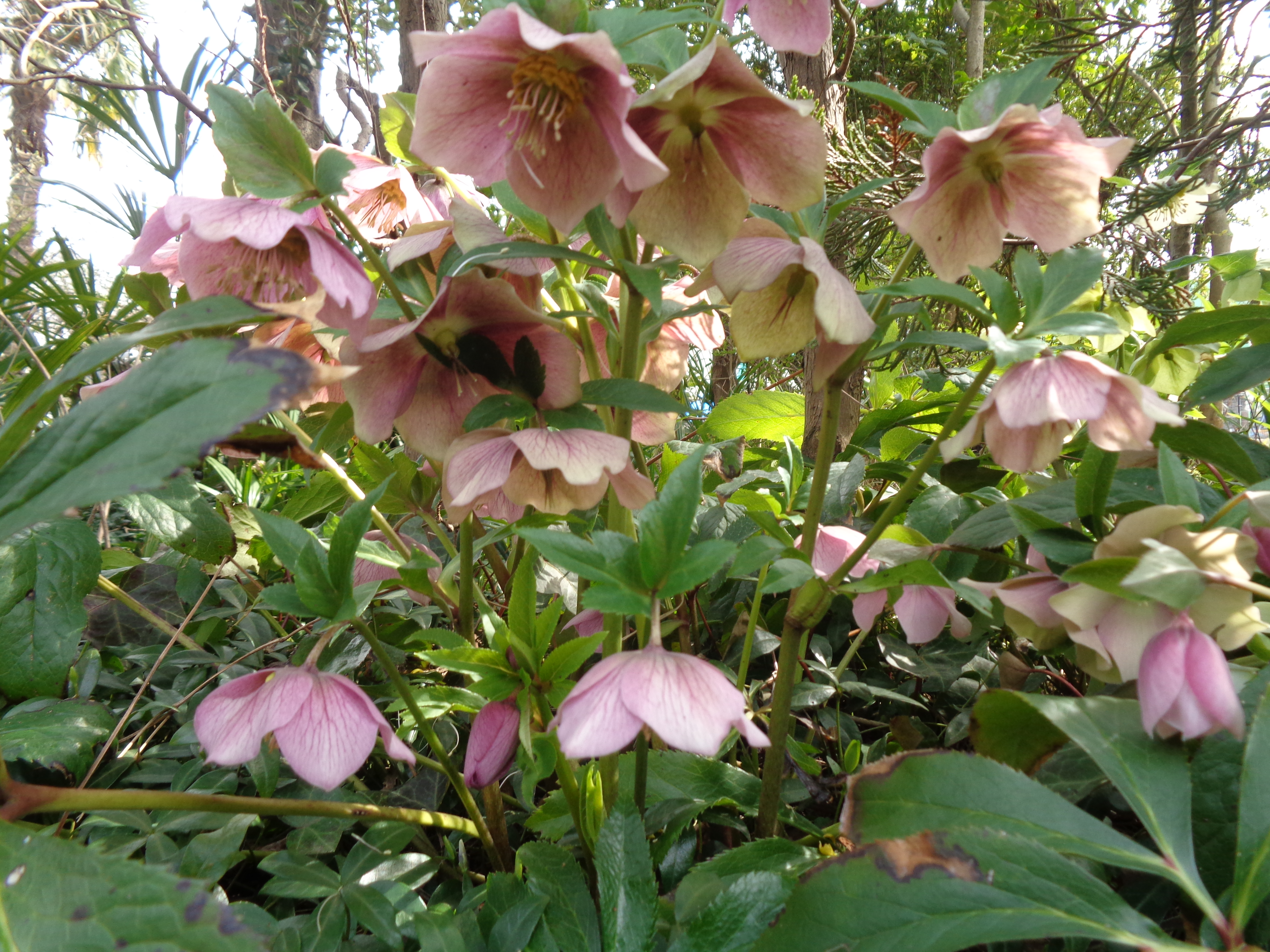 🌼春彼岸合同法要のお知らせ