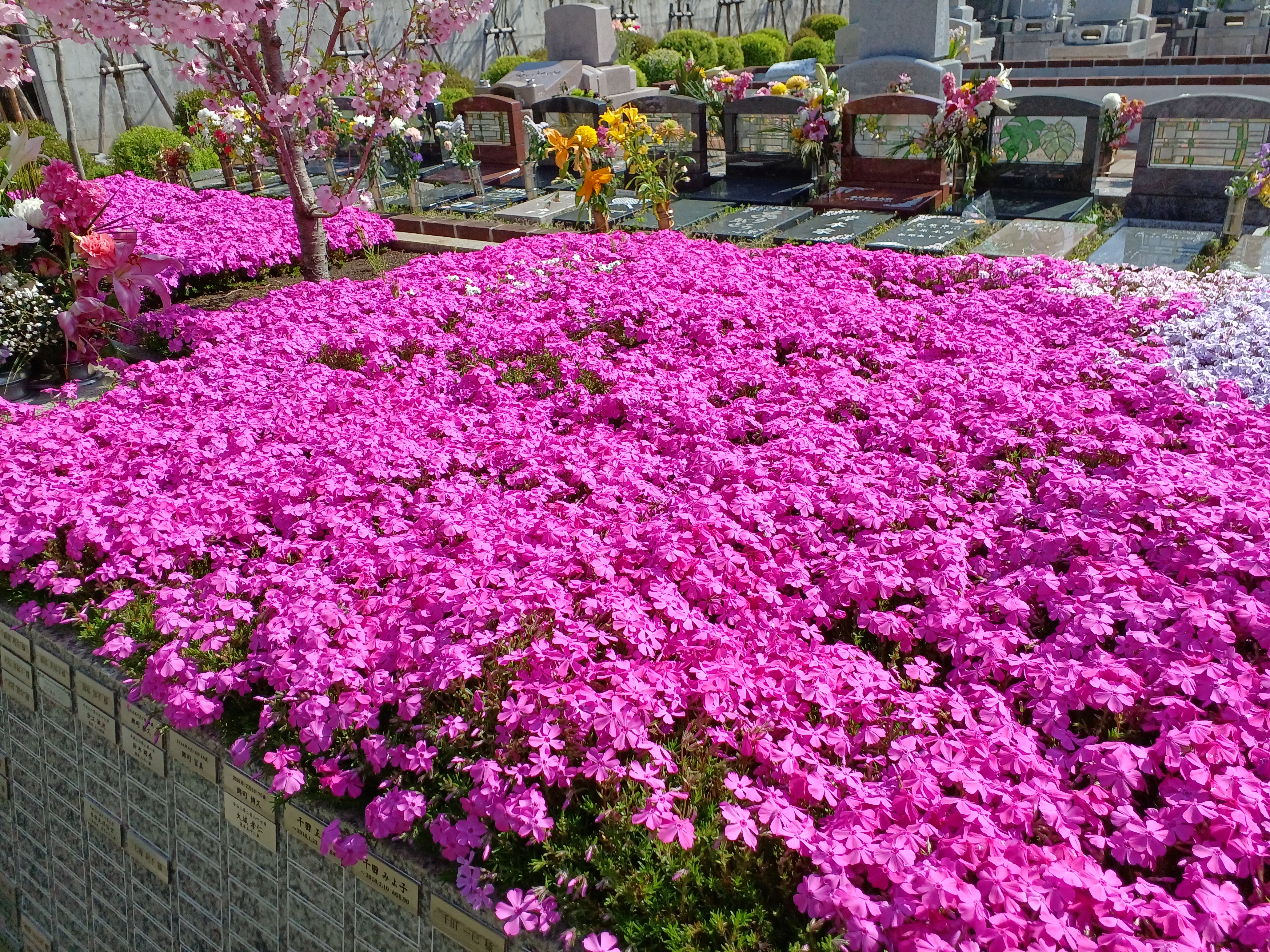 芝桜とまめ桜が満開です　　都筑まどか霊園