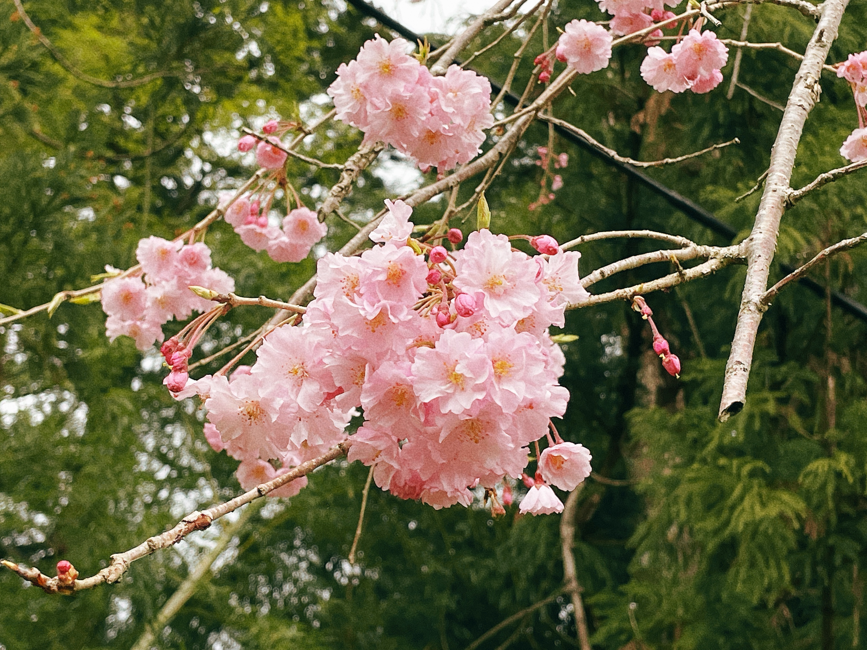 桜が咲きました