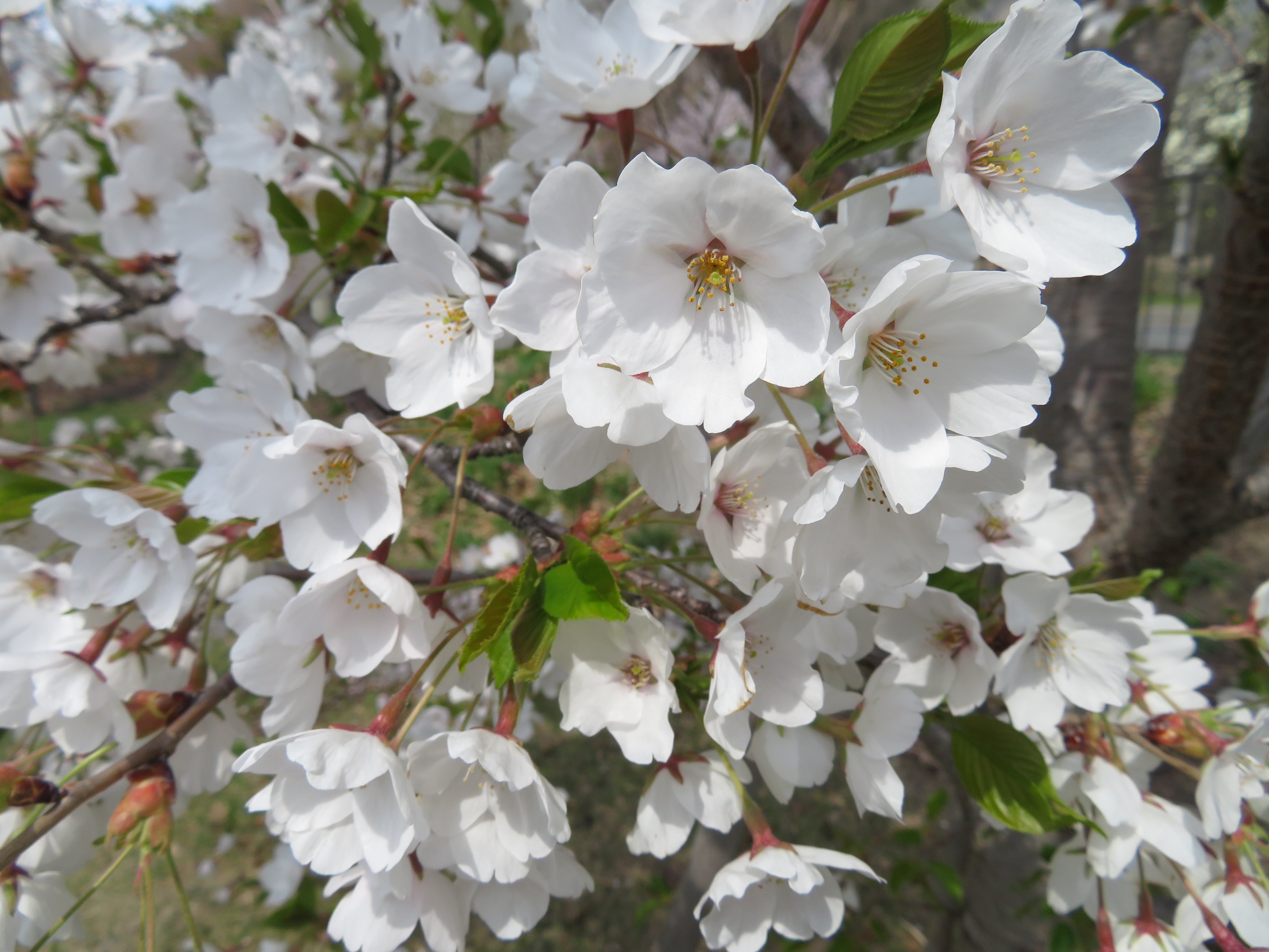 桜の季節になりました