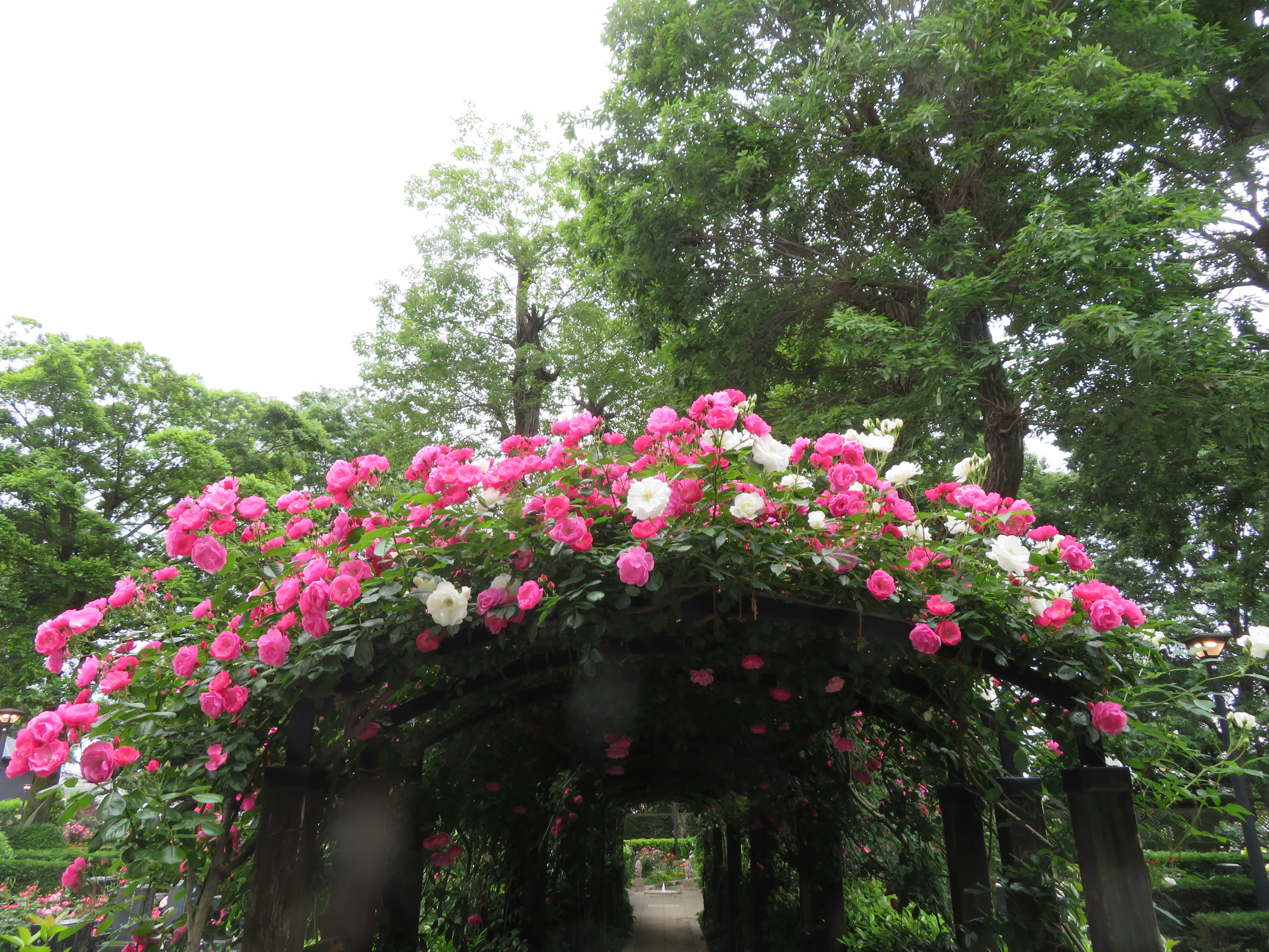 バラ🌹満開です！