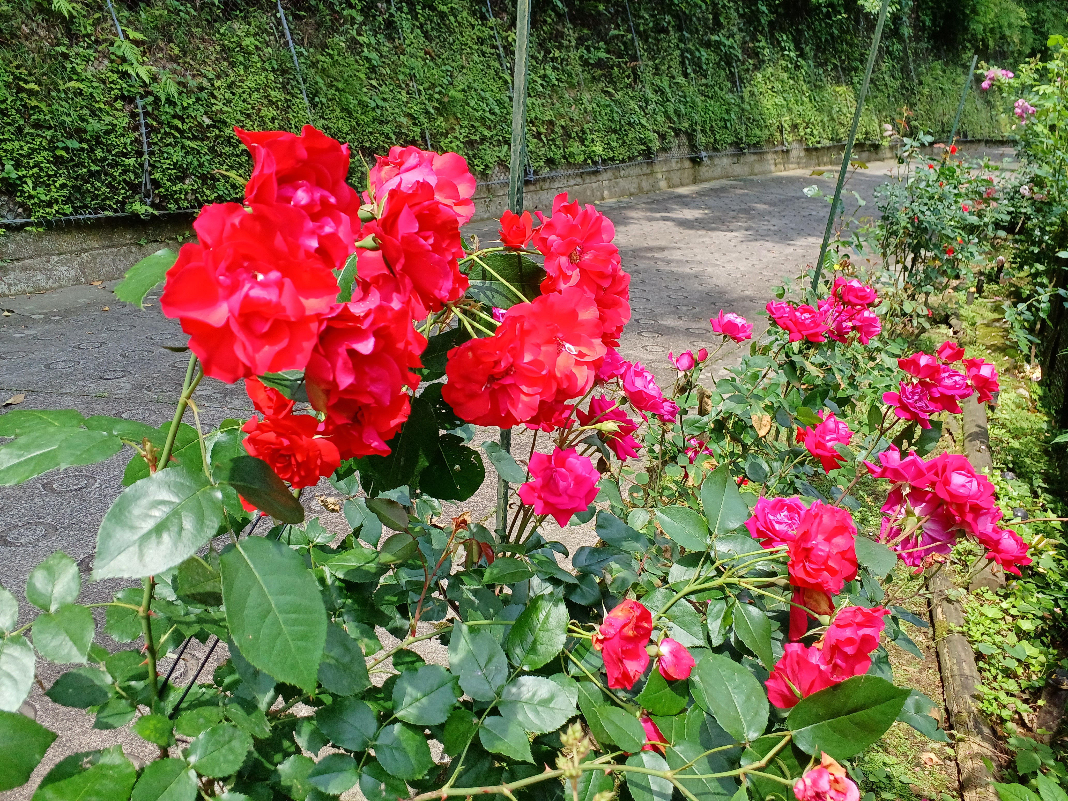 バラとイワタバコの花　鎌倉やすらぎの杜　