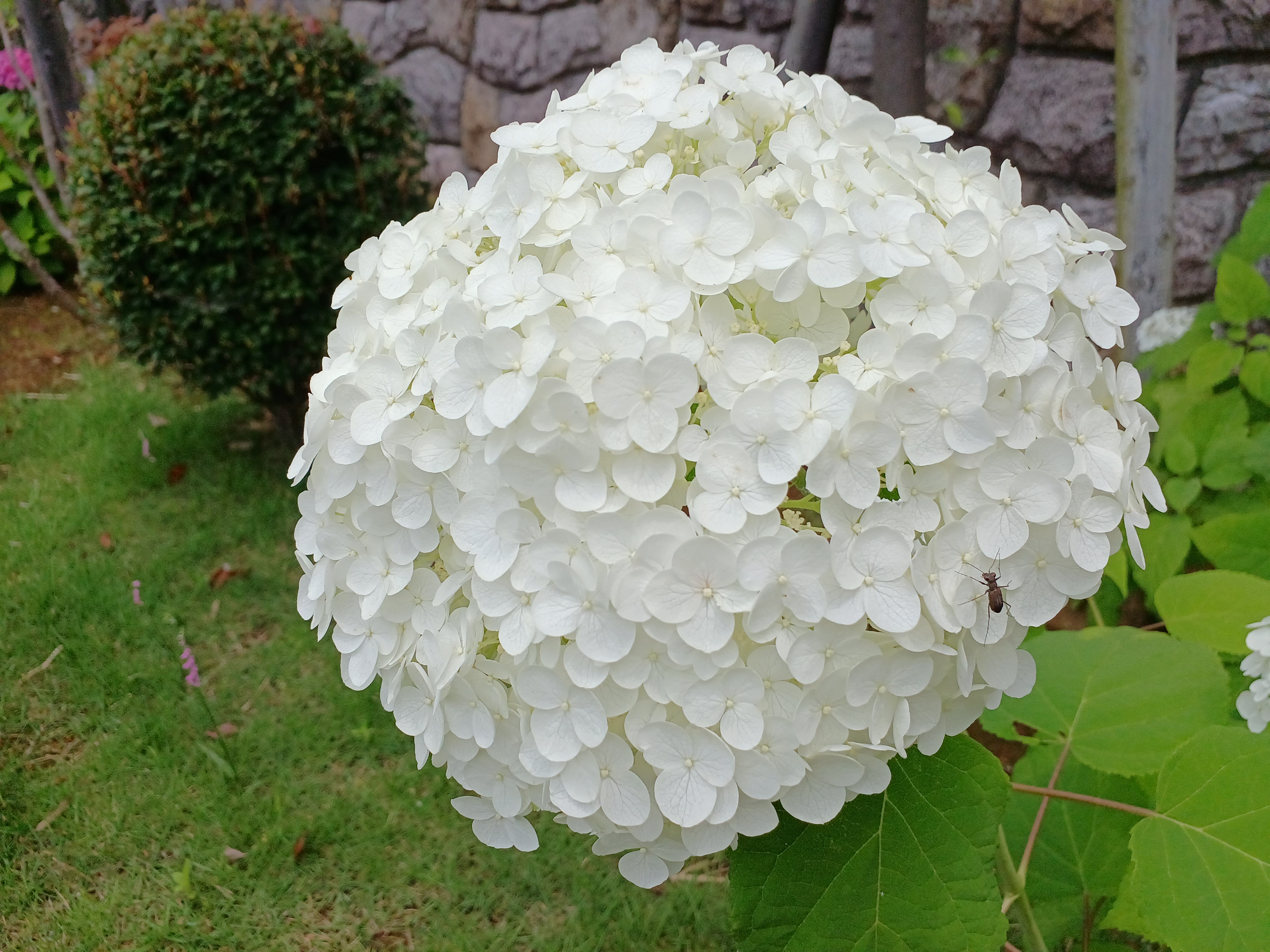 アジサイの花が見頃です　　都筑まどか霊園