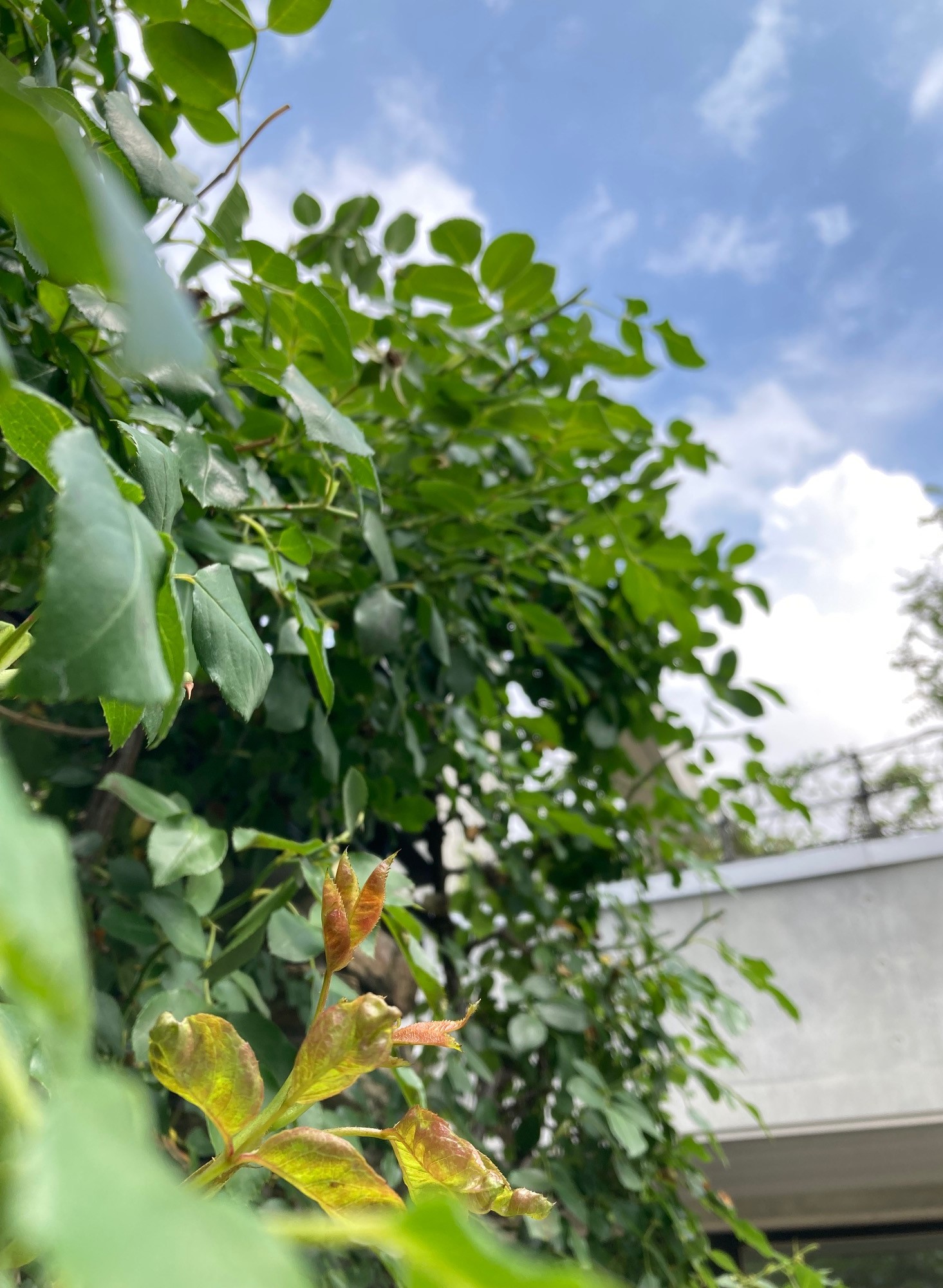 梅雨の晴れ間に☔🌞