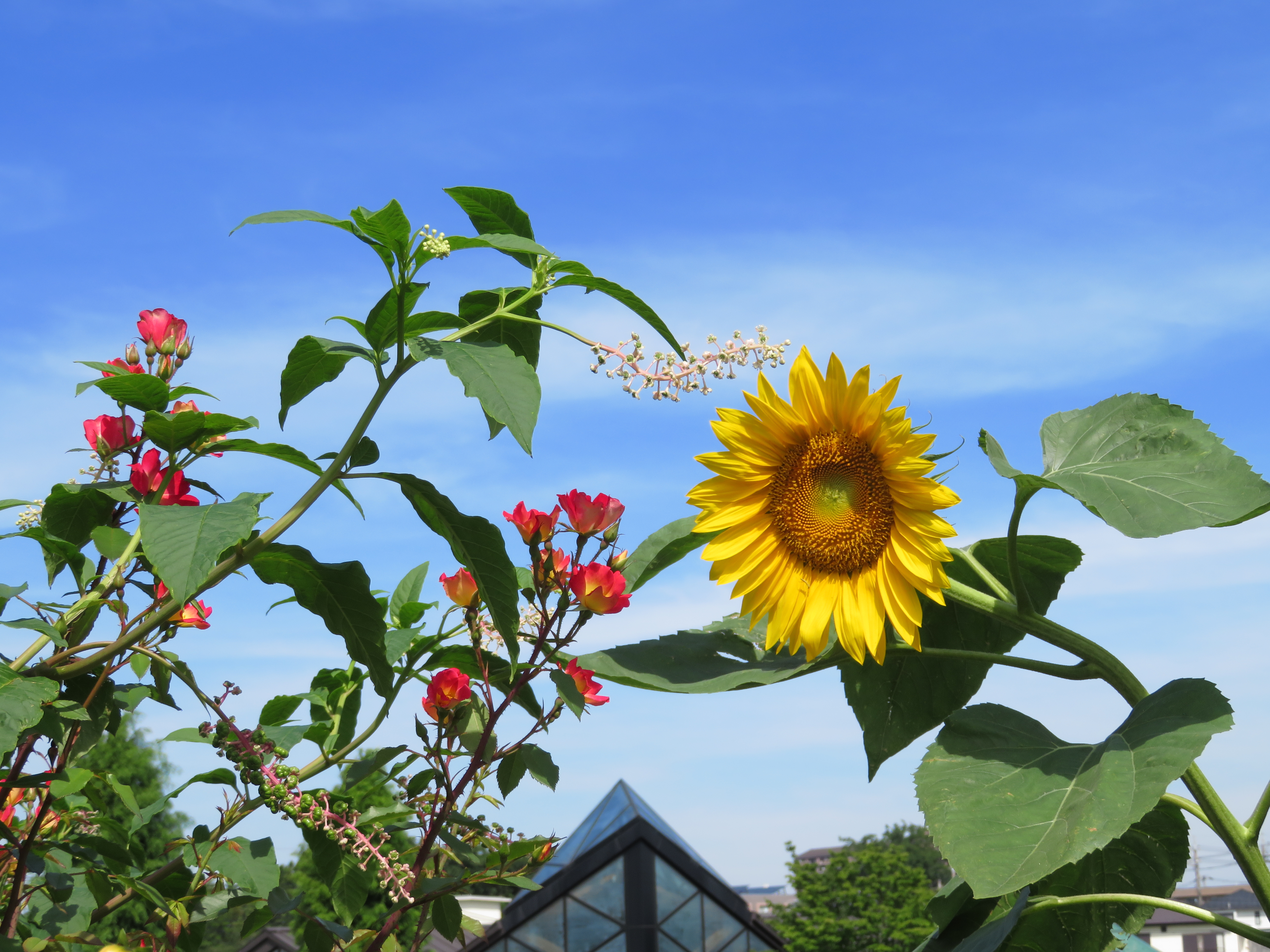 バラ🌹二番花 咲いています