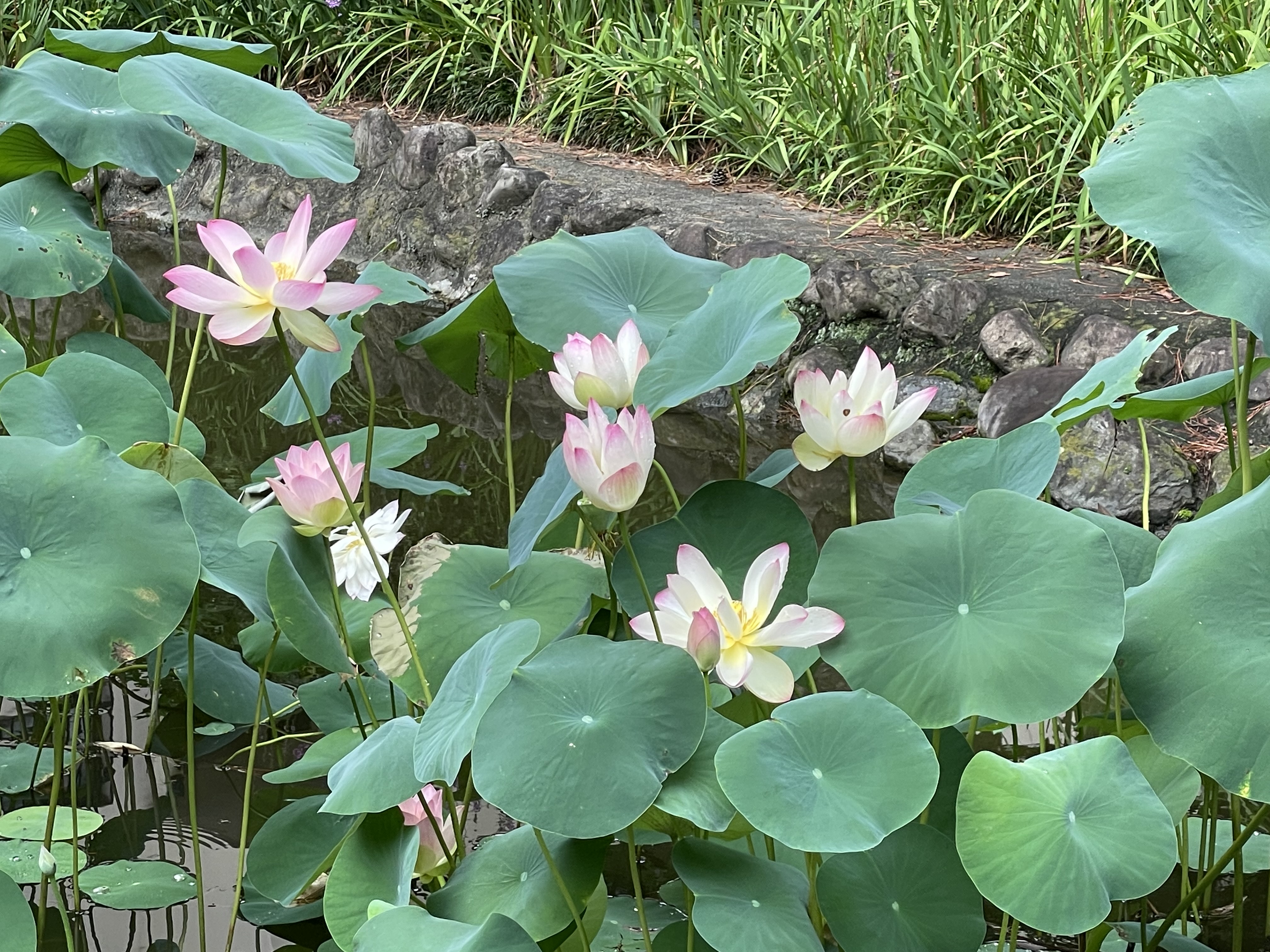 あじさい公園、蓮の池🏵️