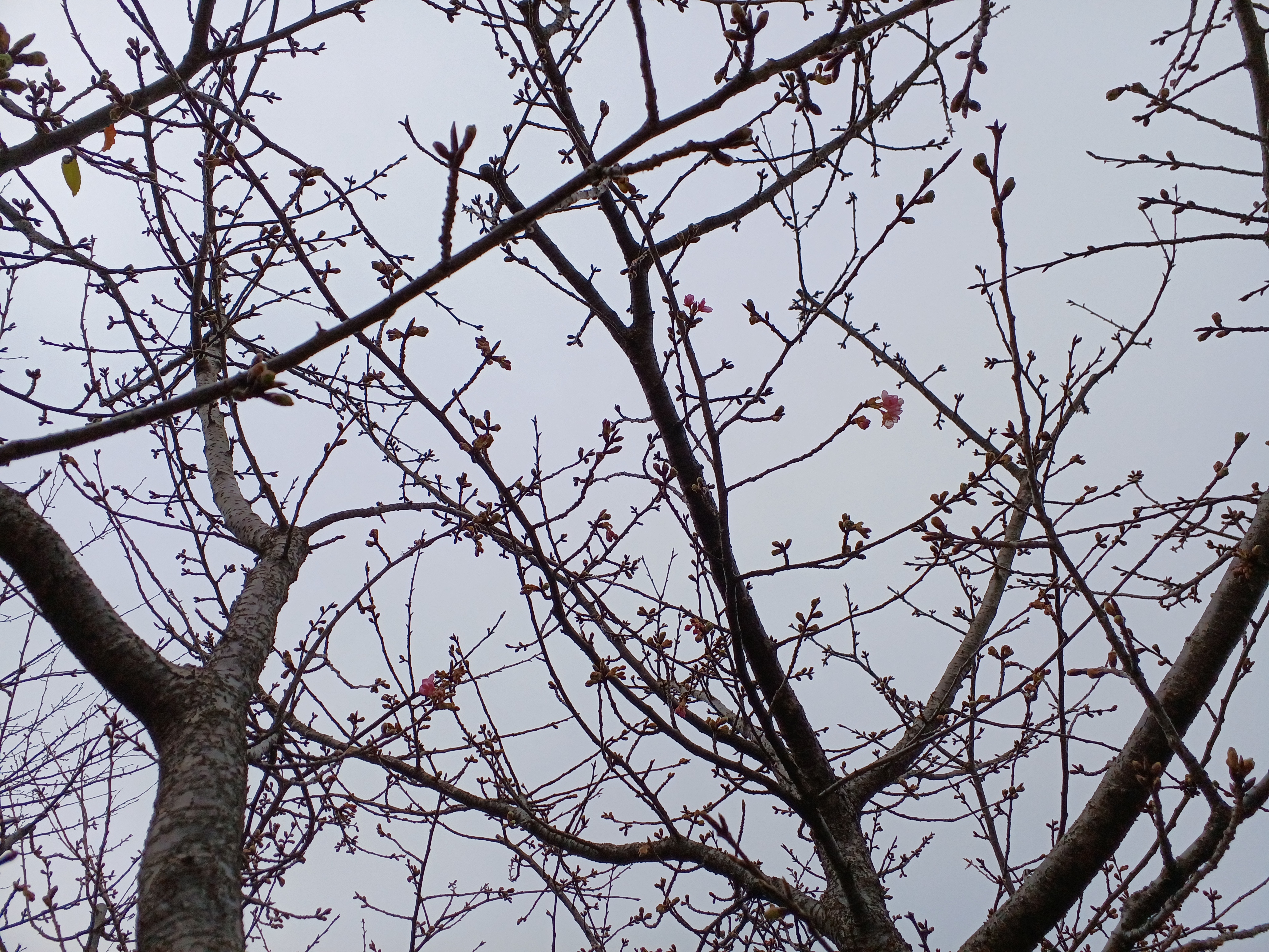 河津桜の開花　　　都筑まどか霊園