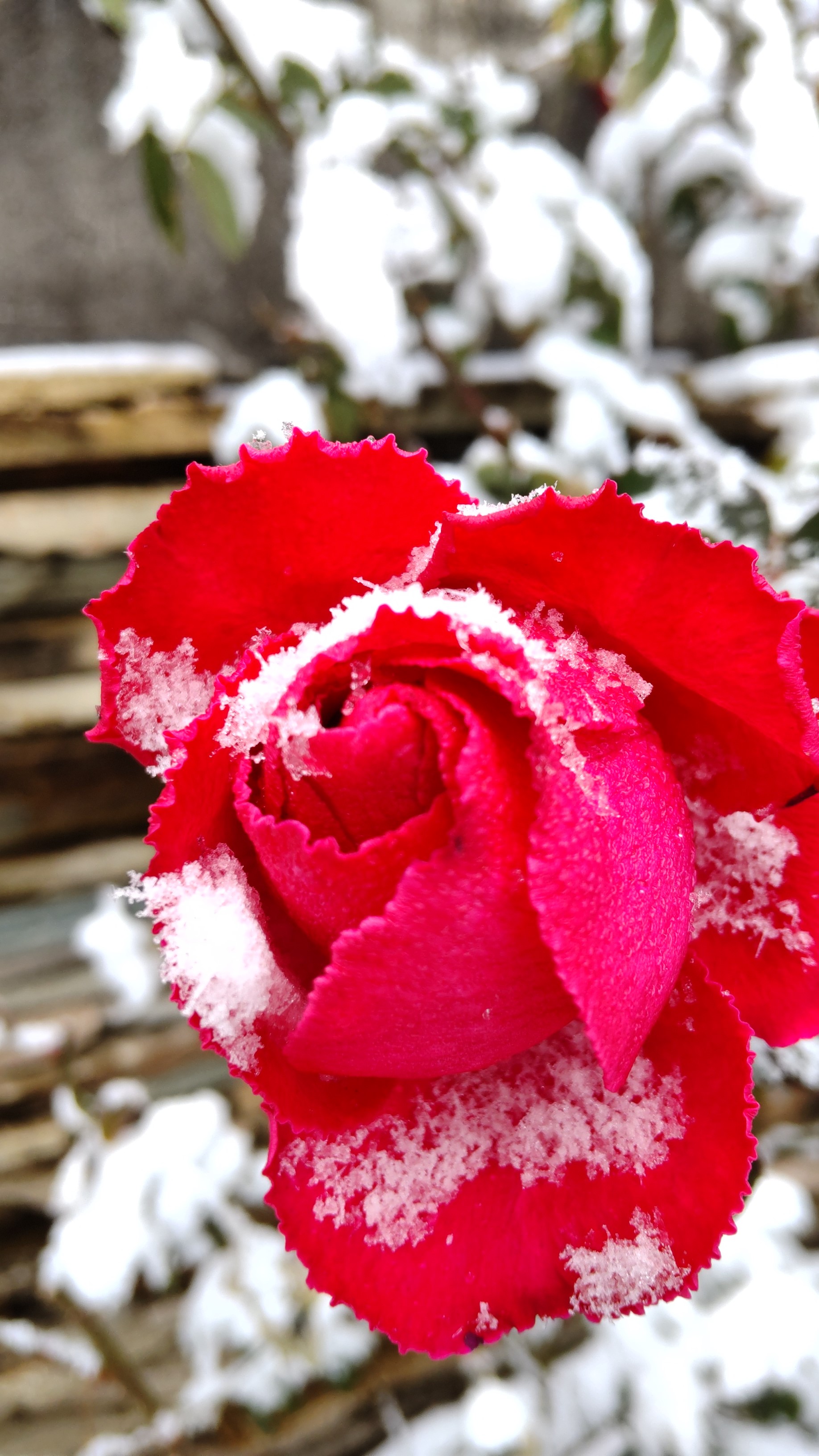 雪がふっています⛄