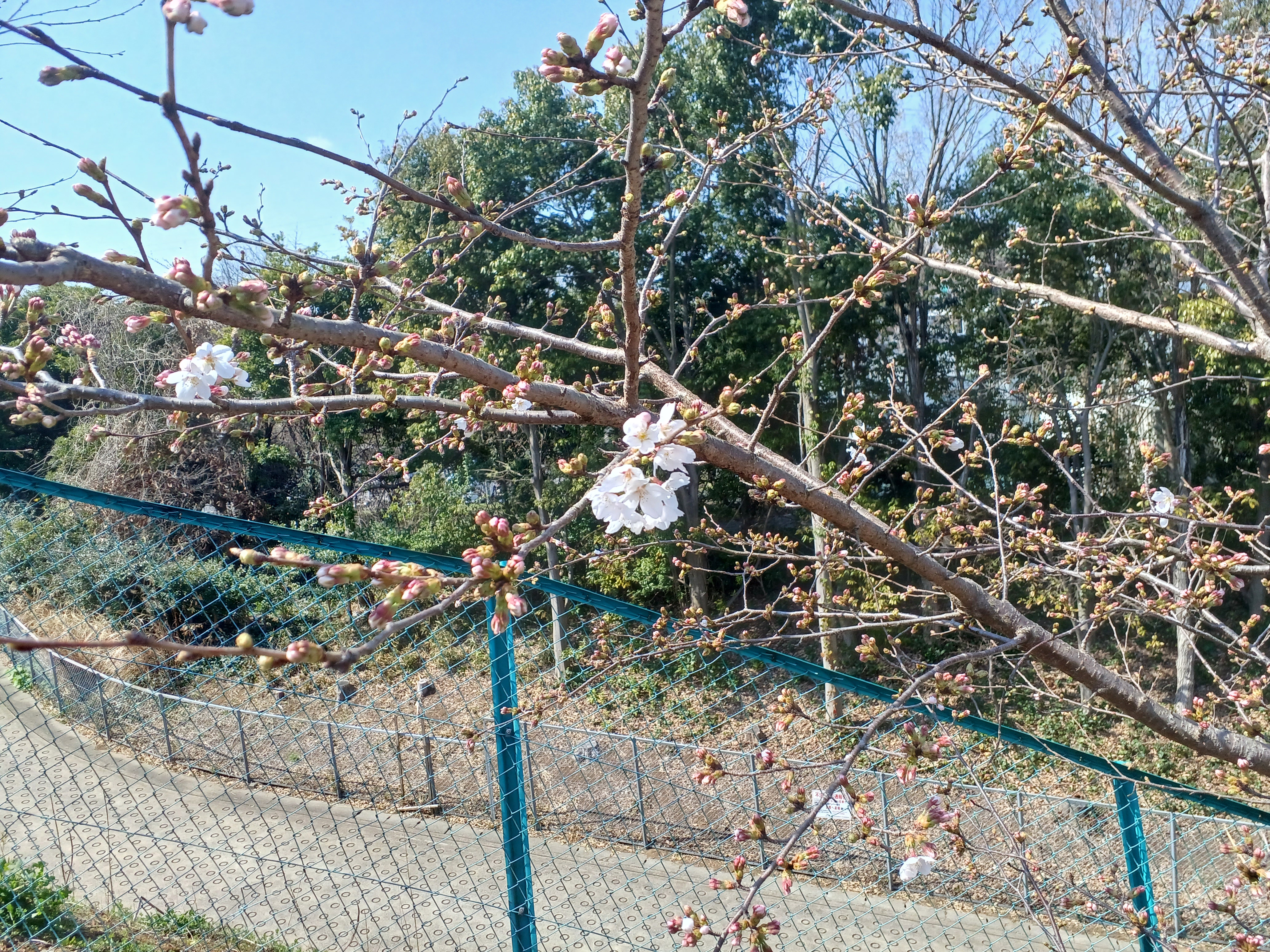ソメイヨシノが咲き始めました　　都筑まどか霊園